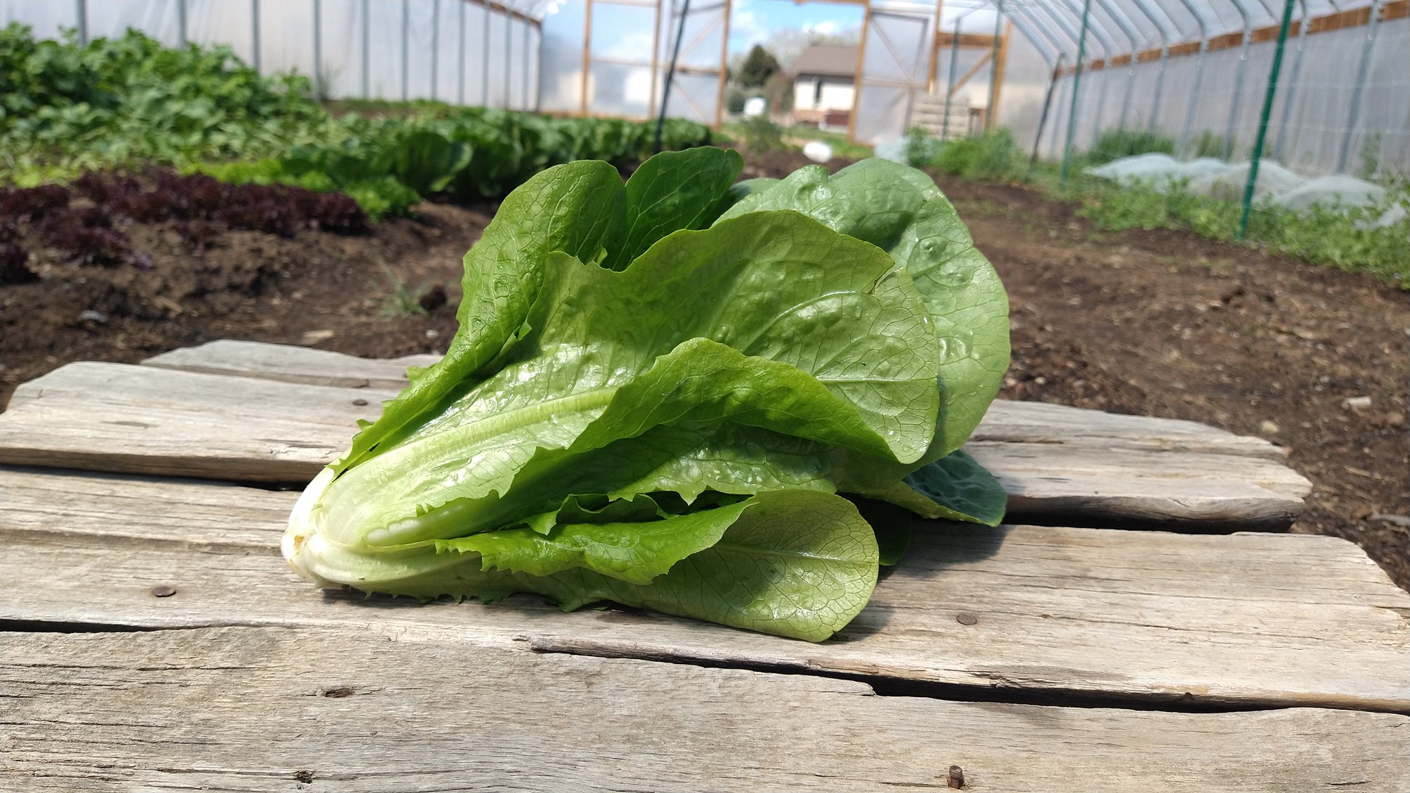 Zach's Lettuce: Romaine (/head)