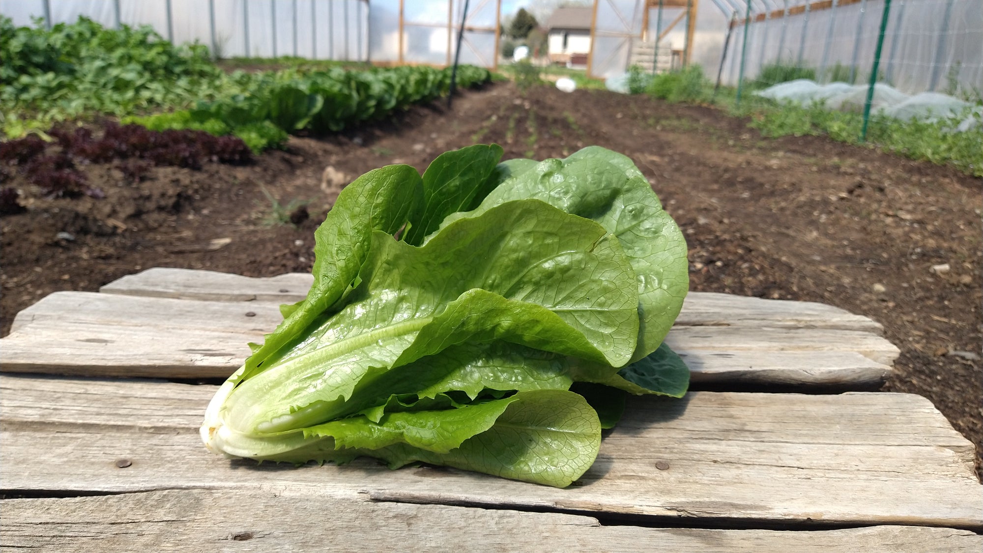 Zach's Lettuce: Romaine (/head)