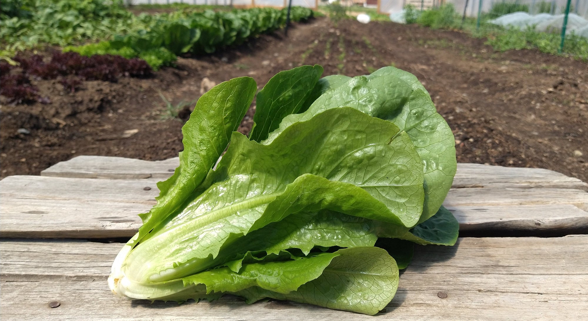 Zach's Lettuce: Romaine (/head)