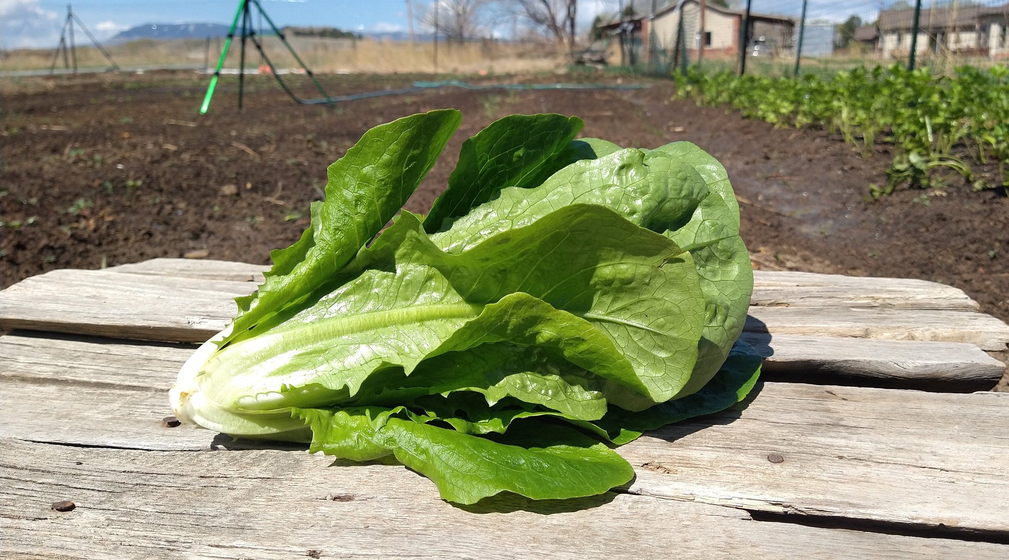 Zach's Lettuce: Romaine (/head)