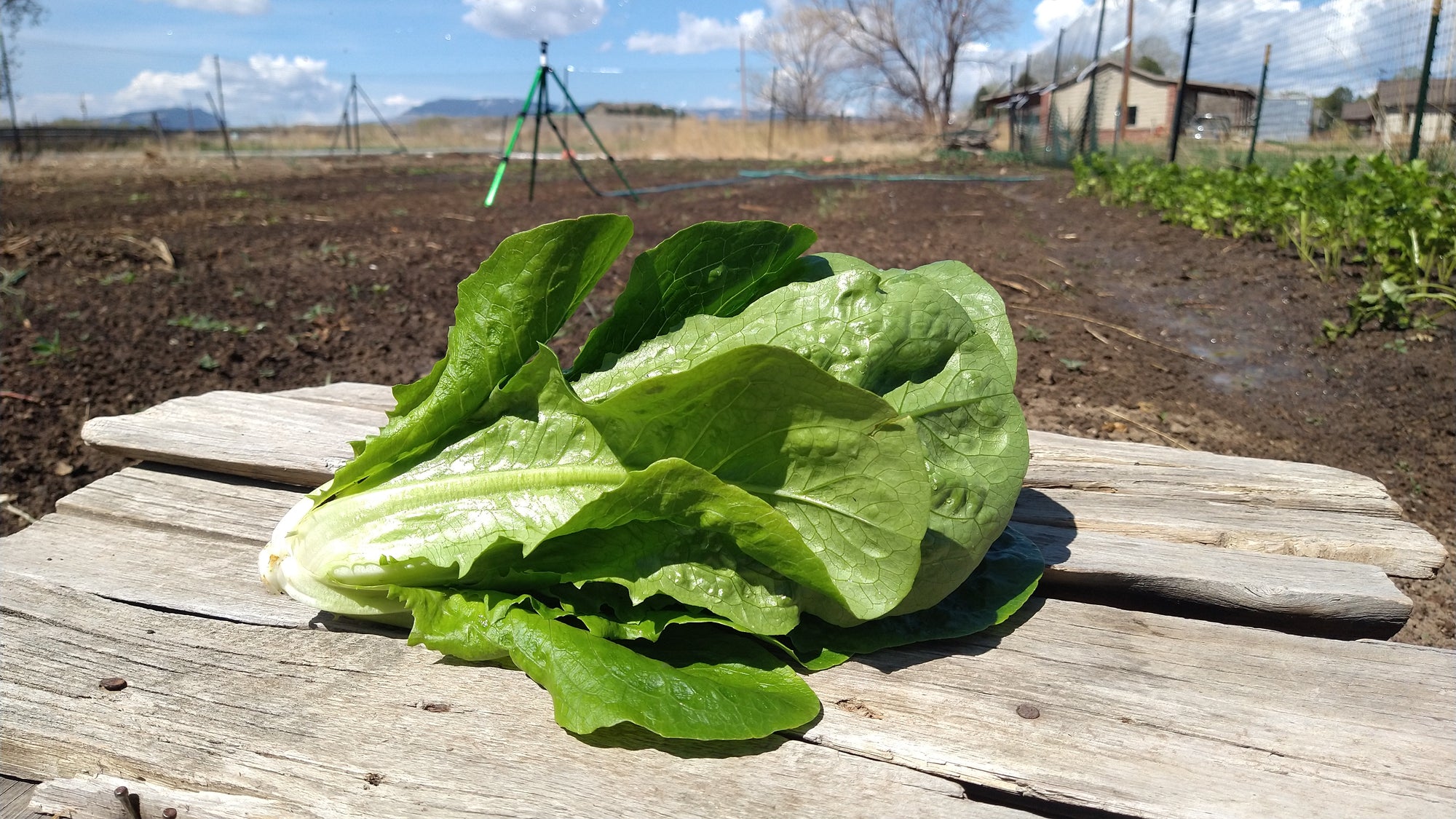 Zach's Lettuce: Romaine (/head)