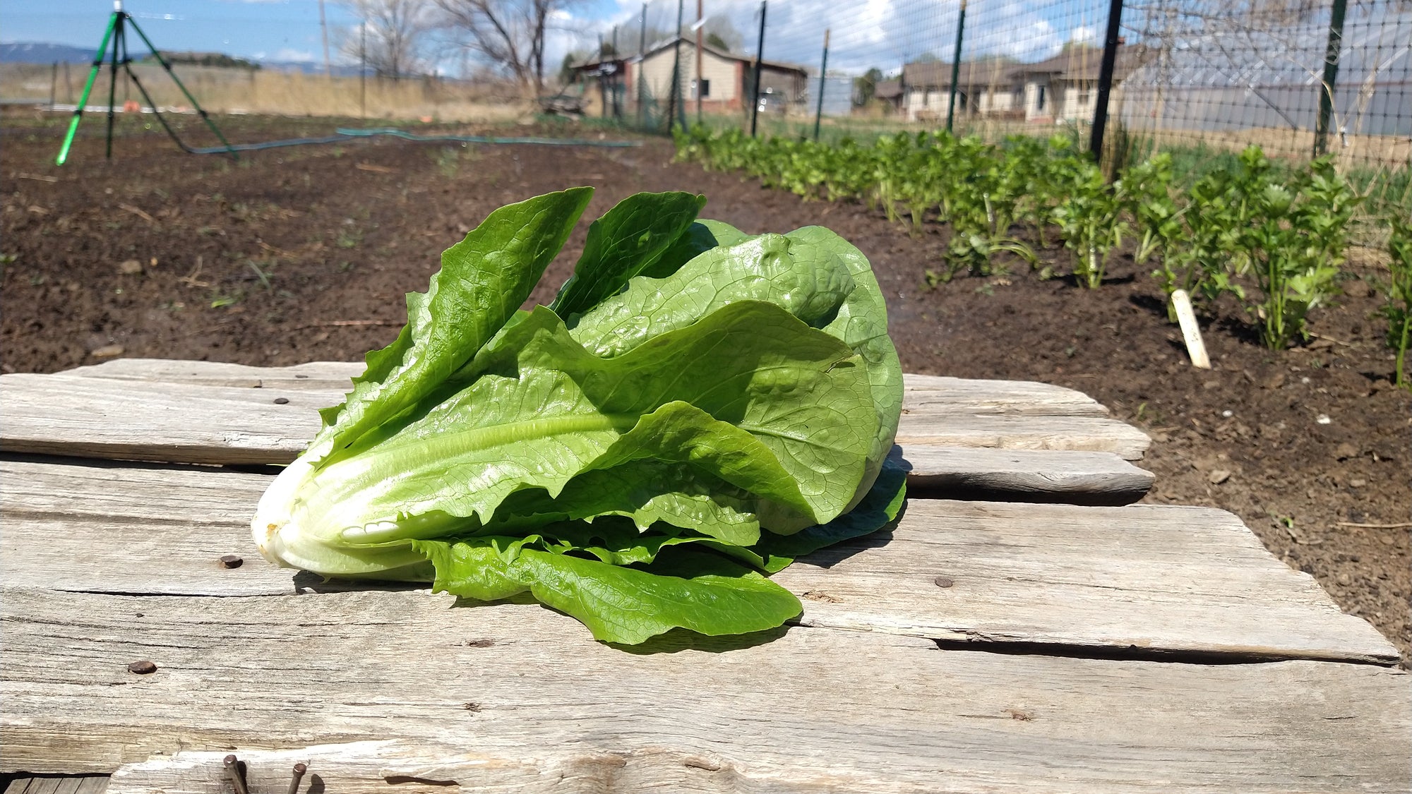 Zach's Lettuce: Romaine (/head)