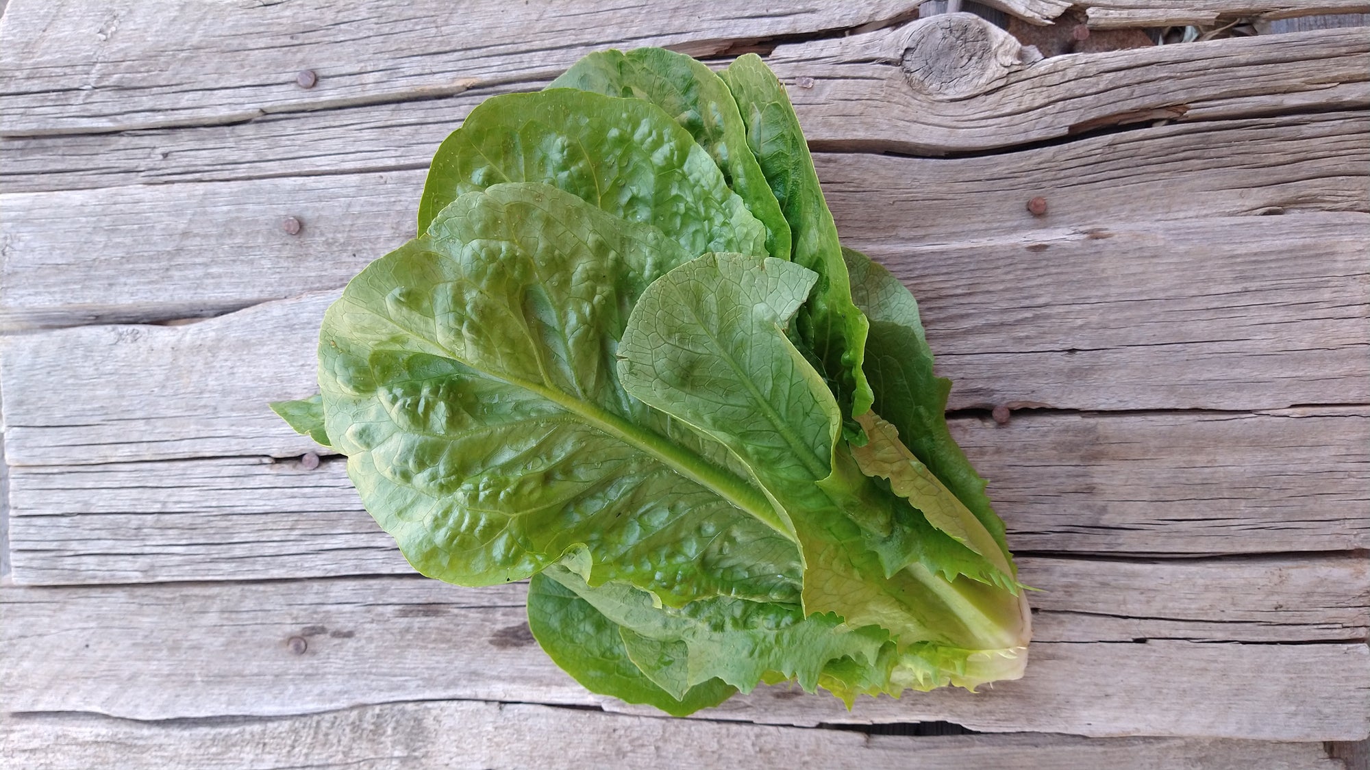 Zach's Lettuce: Romaine (/head)