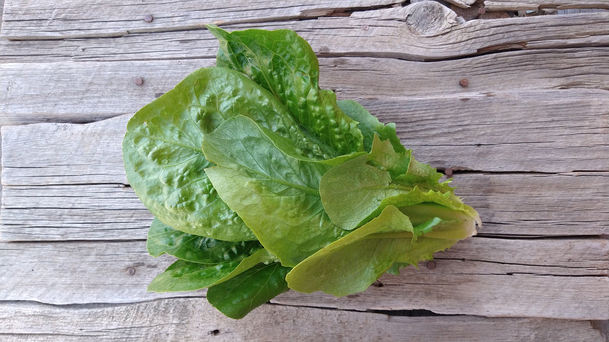 Zach's Lettuce: Romaine (/head)