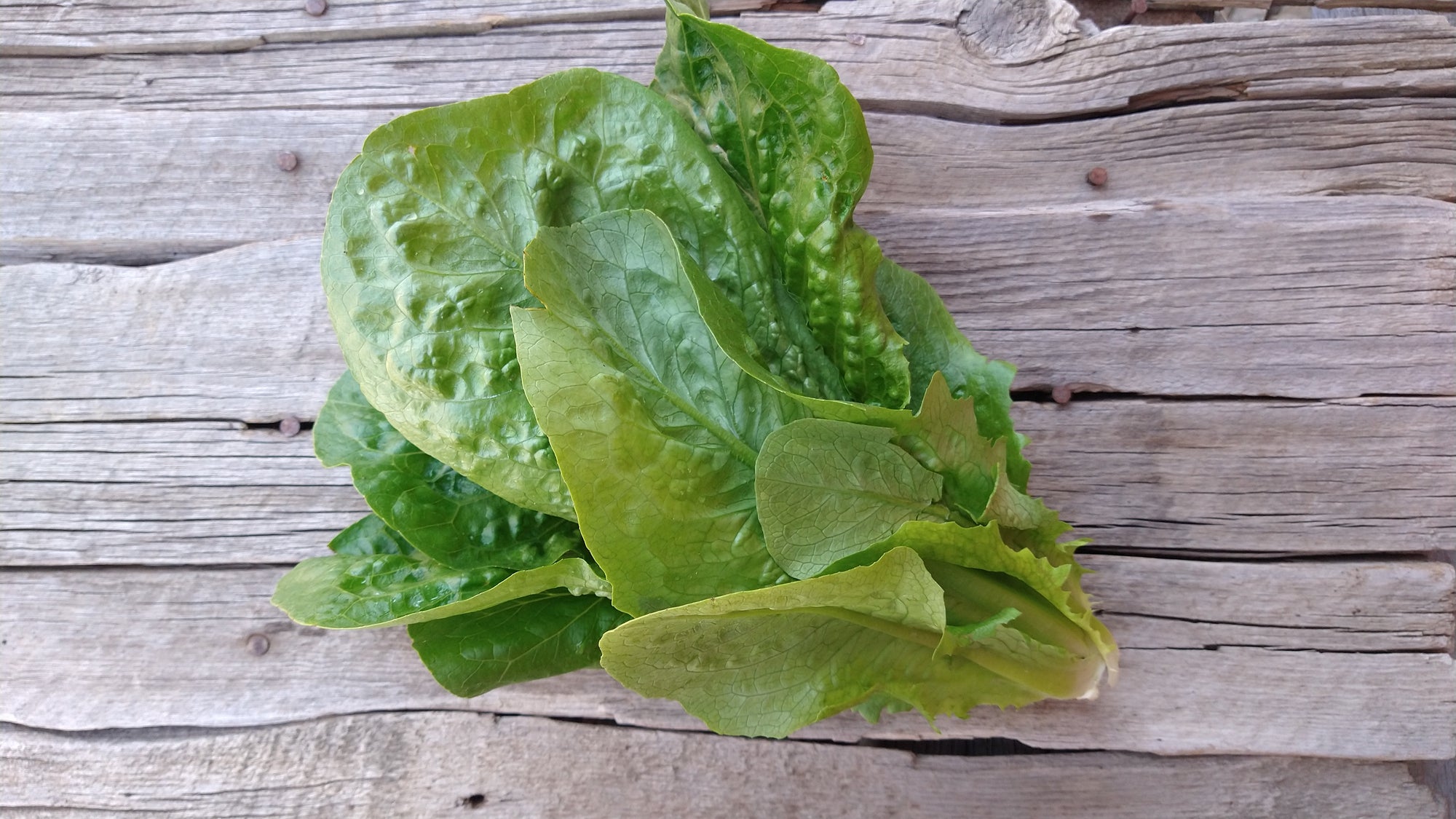 Zach's Lettuce: Romaine (/head)