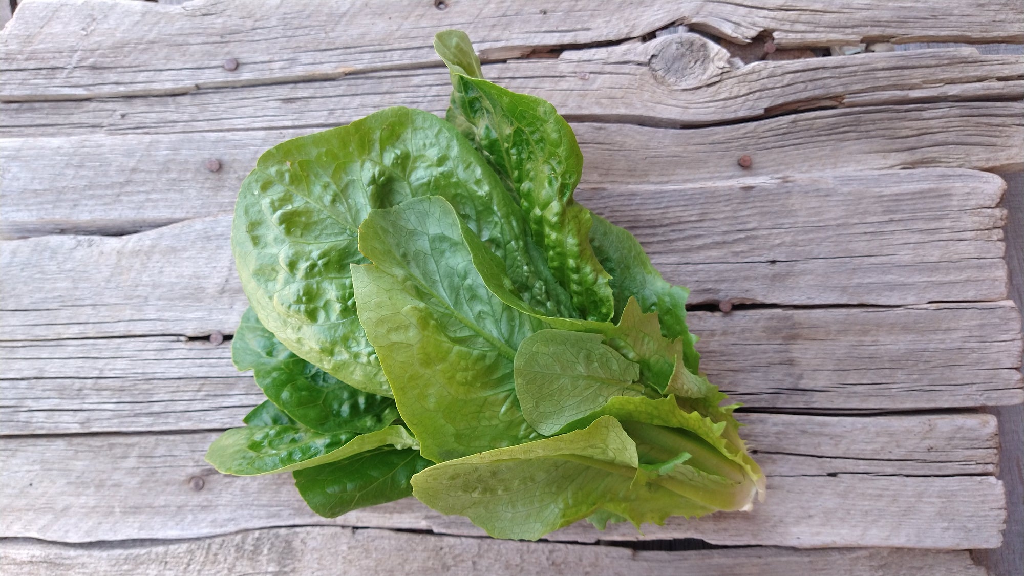 Zach's Lettuce: Romaine (/head)