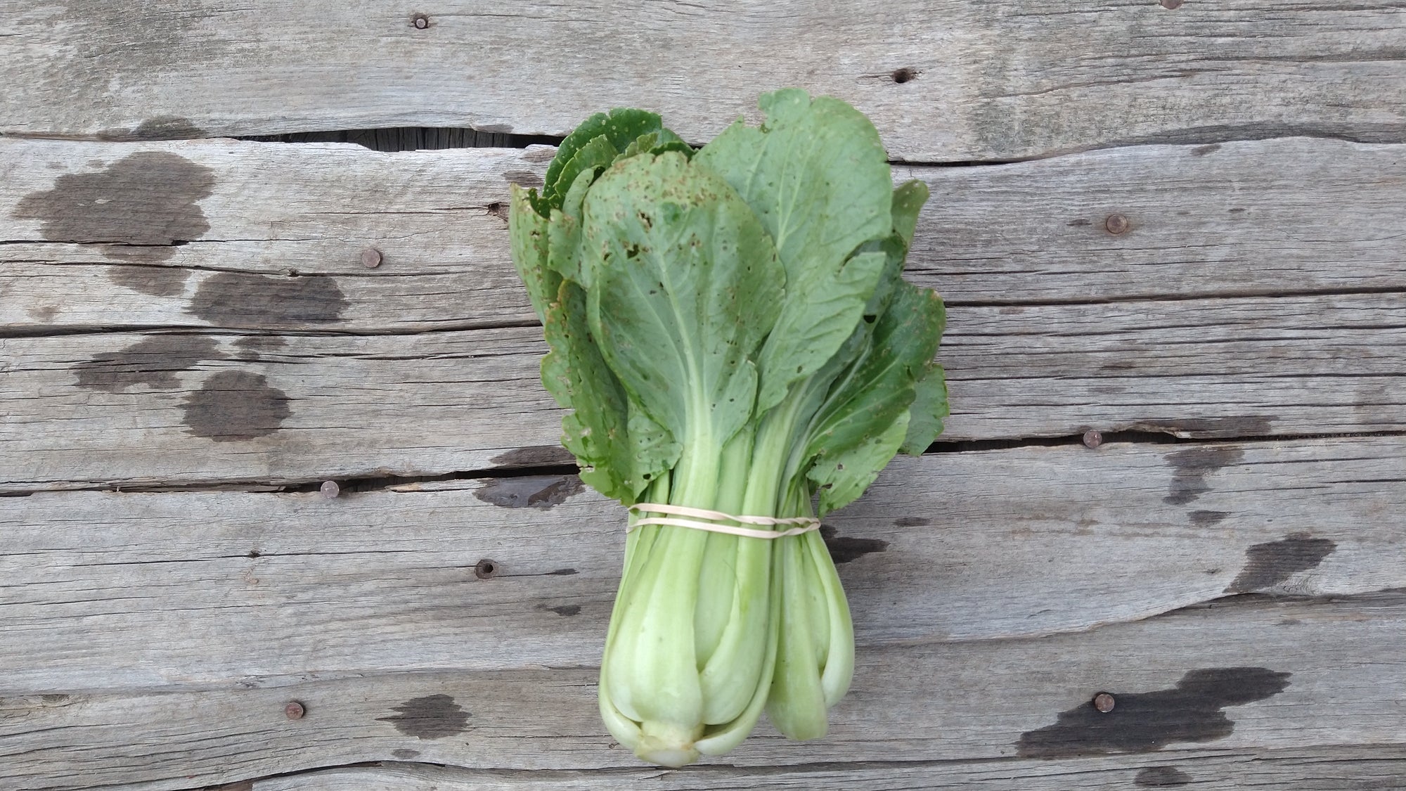 Zach's Bok Choy (/bunch)