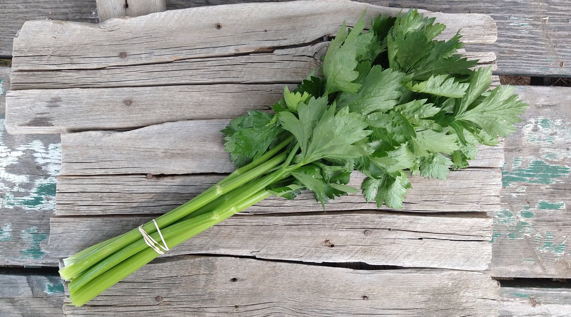 Zach's Celery (/bunch)
