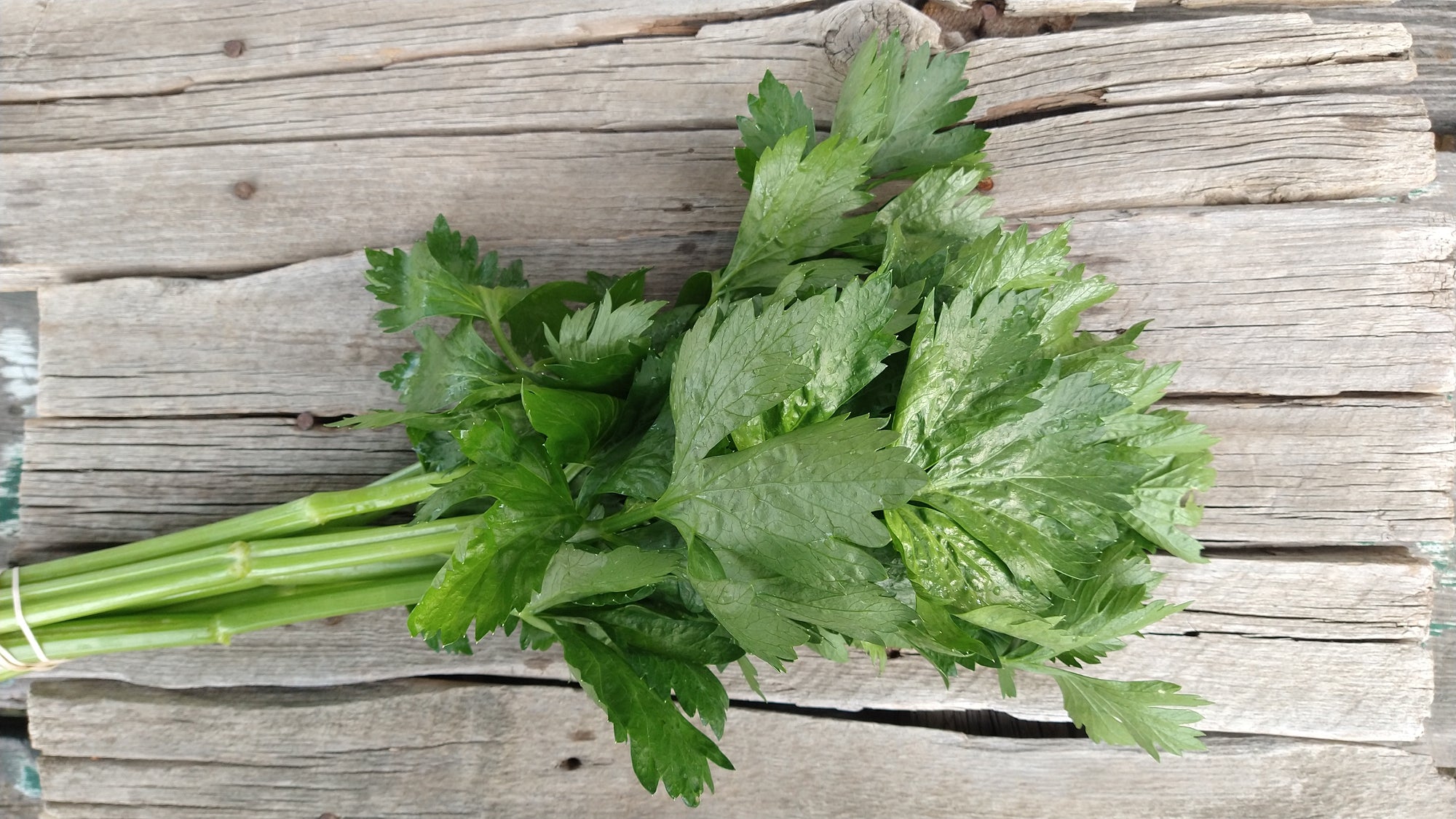 Zach's Celery (/bunch)