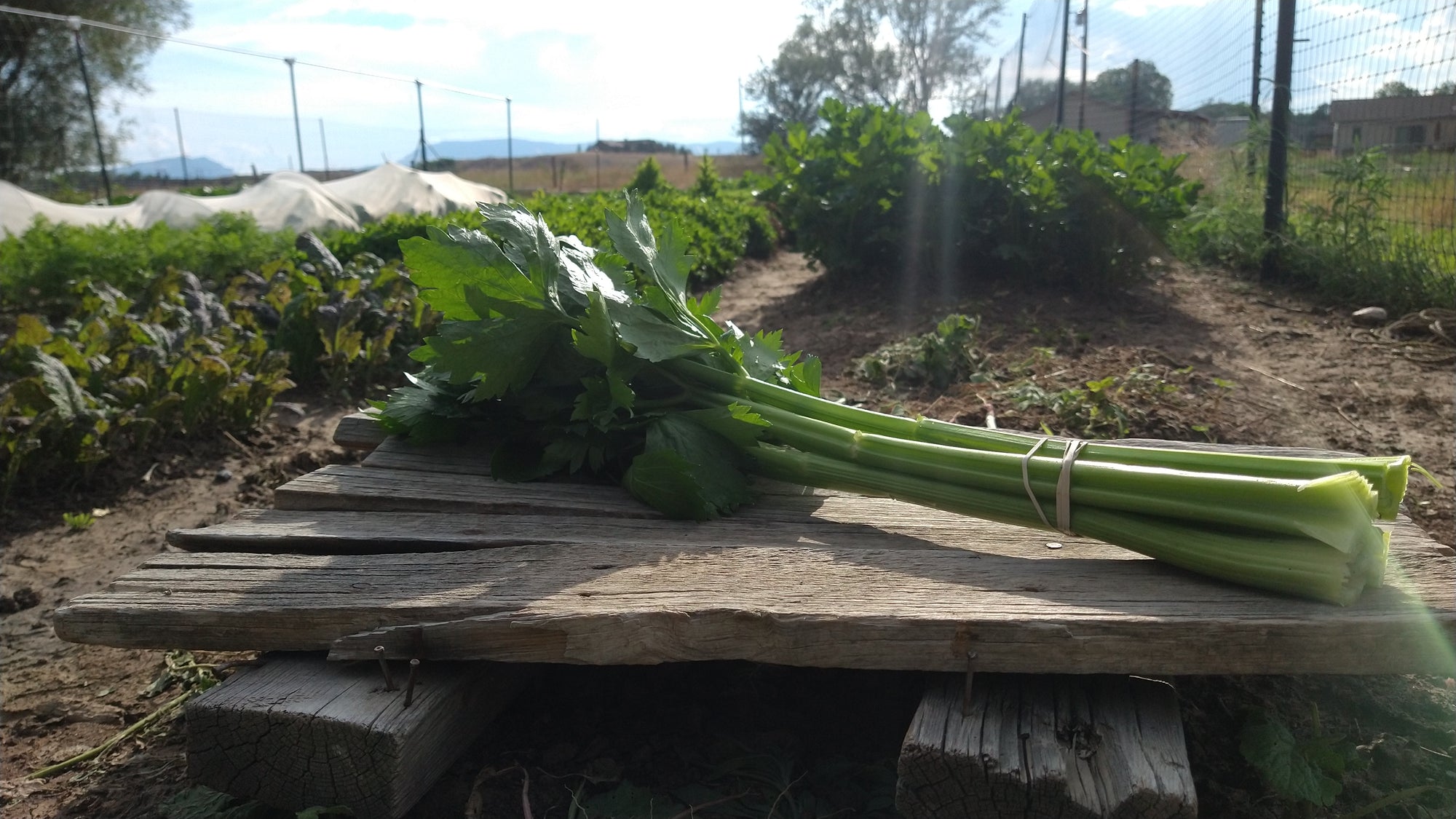 Zach's Celery (/bunch)