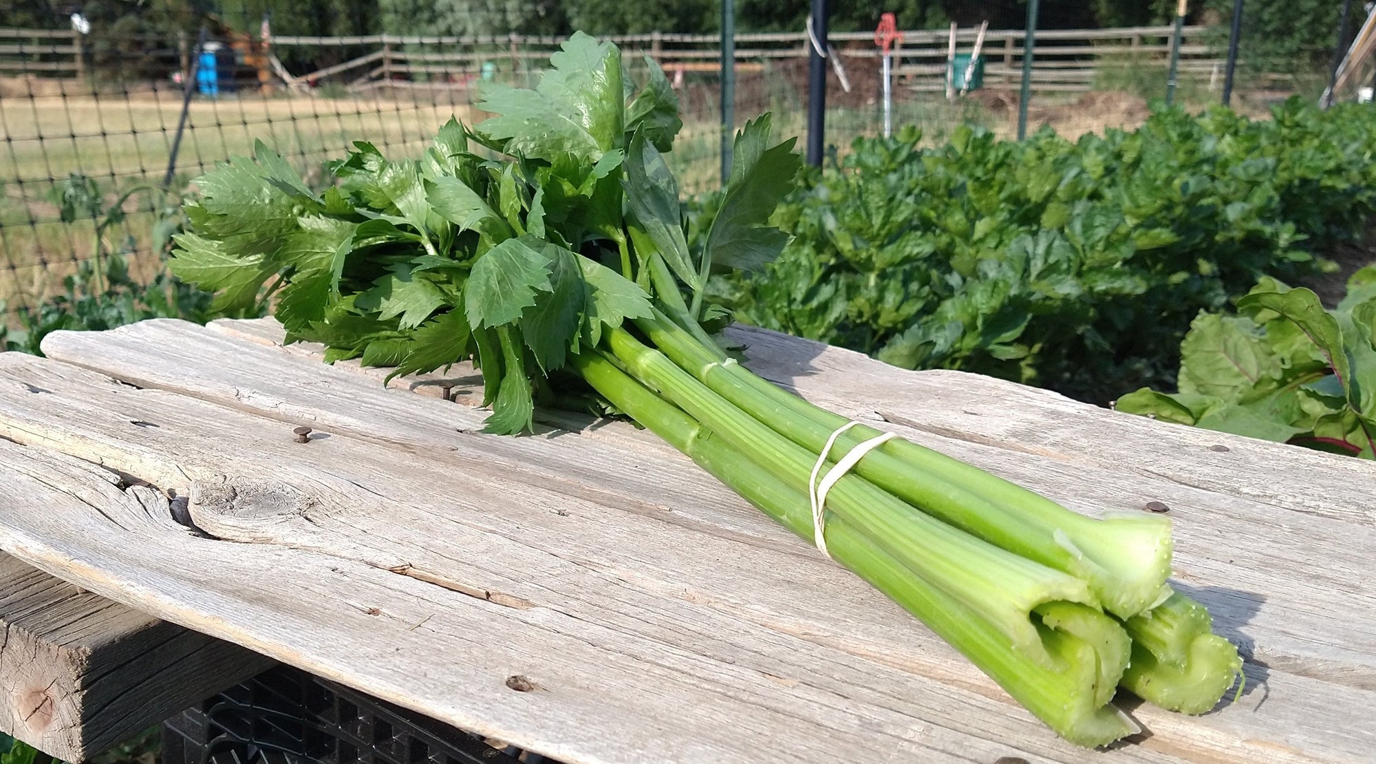 Zach's Celery (/bunch)