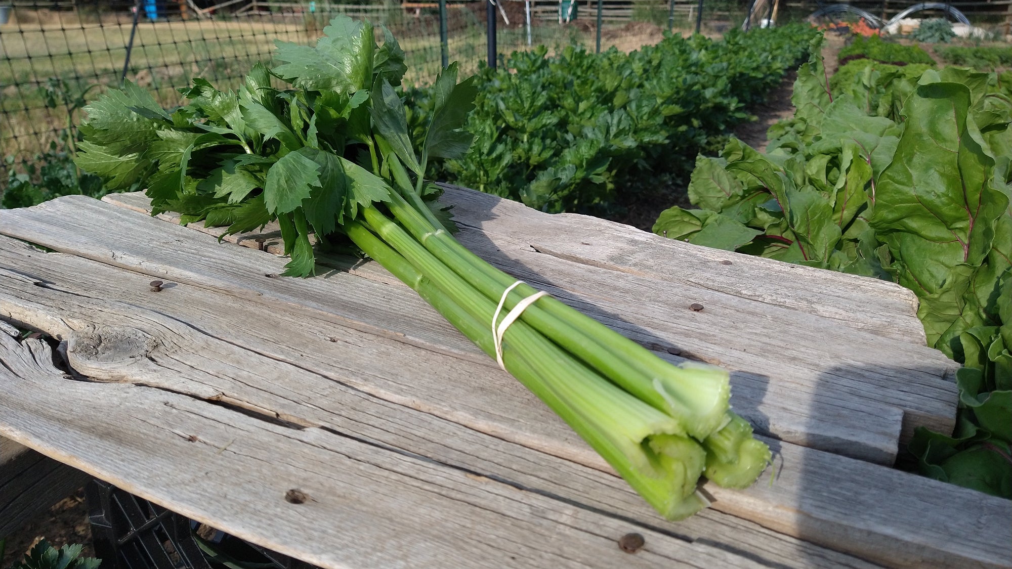 Zach's Celery (/bunch)