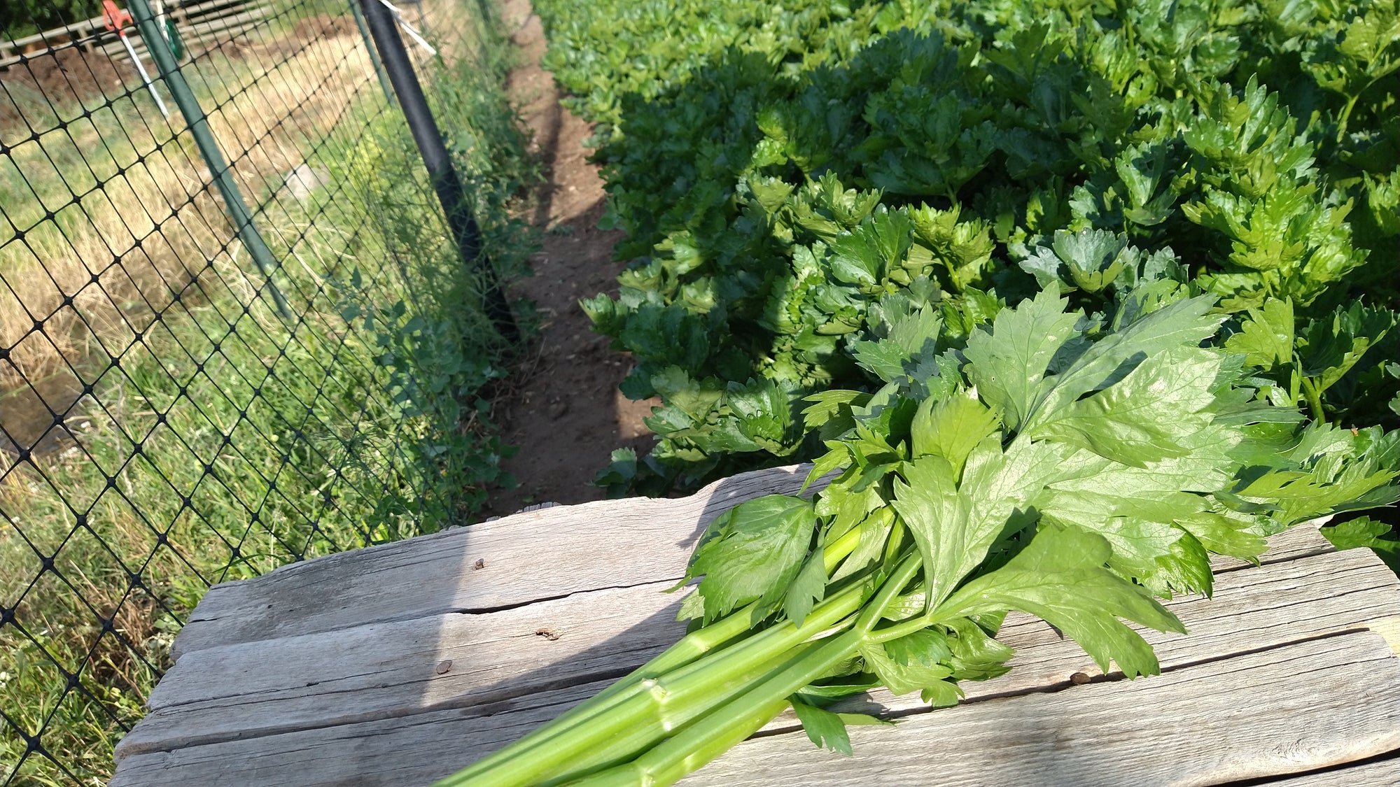 Zach's Celery (/bunch)