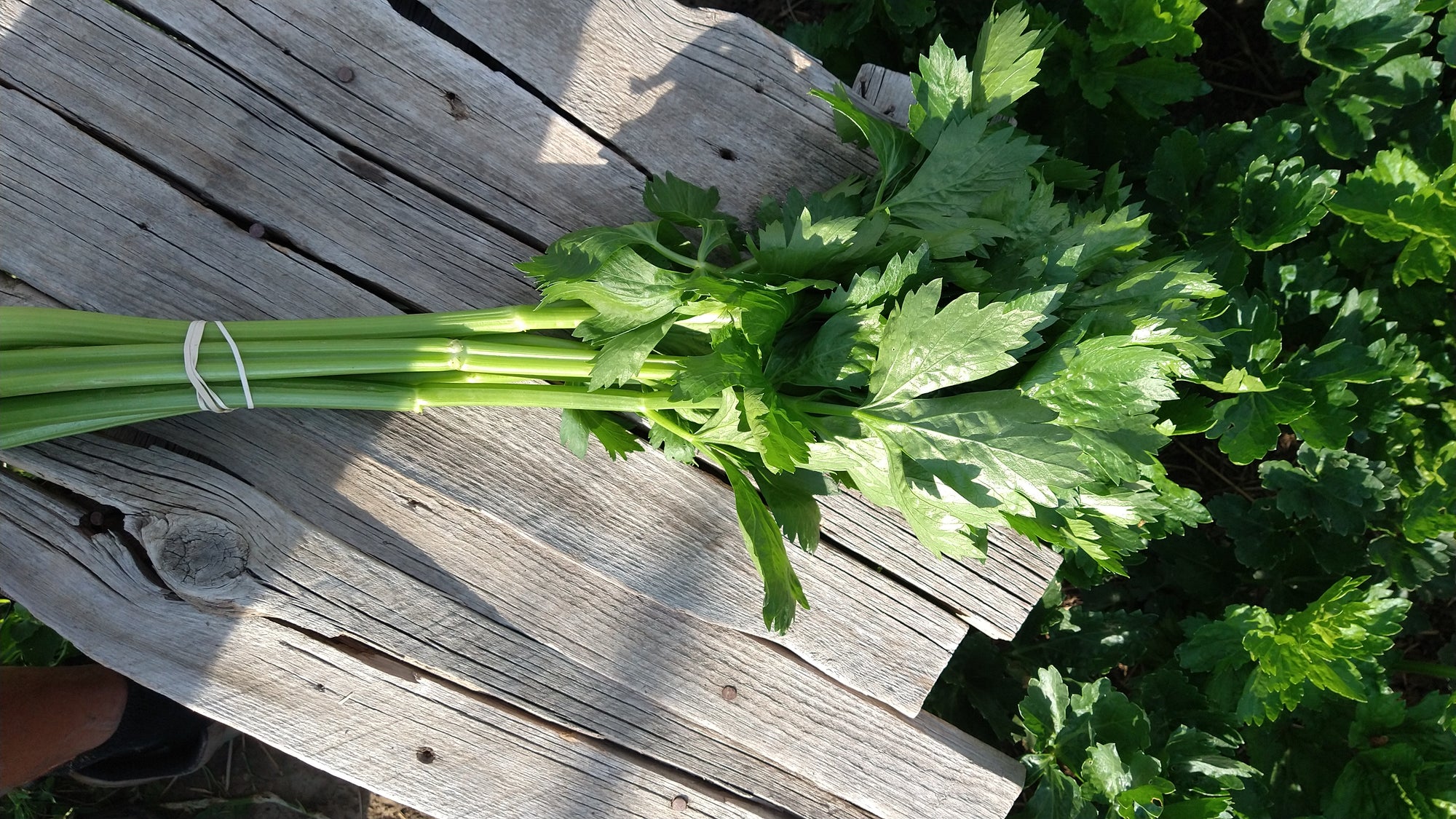 Zach's Celery (/bunch)