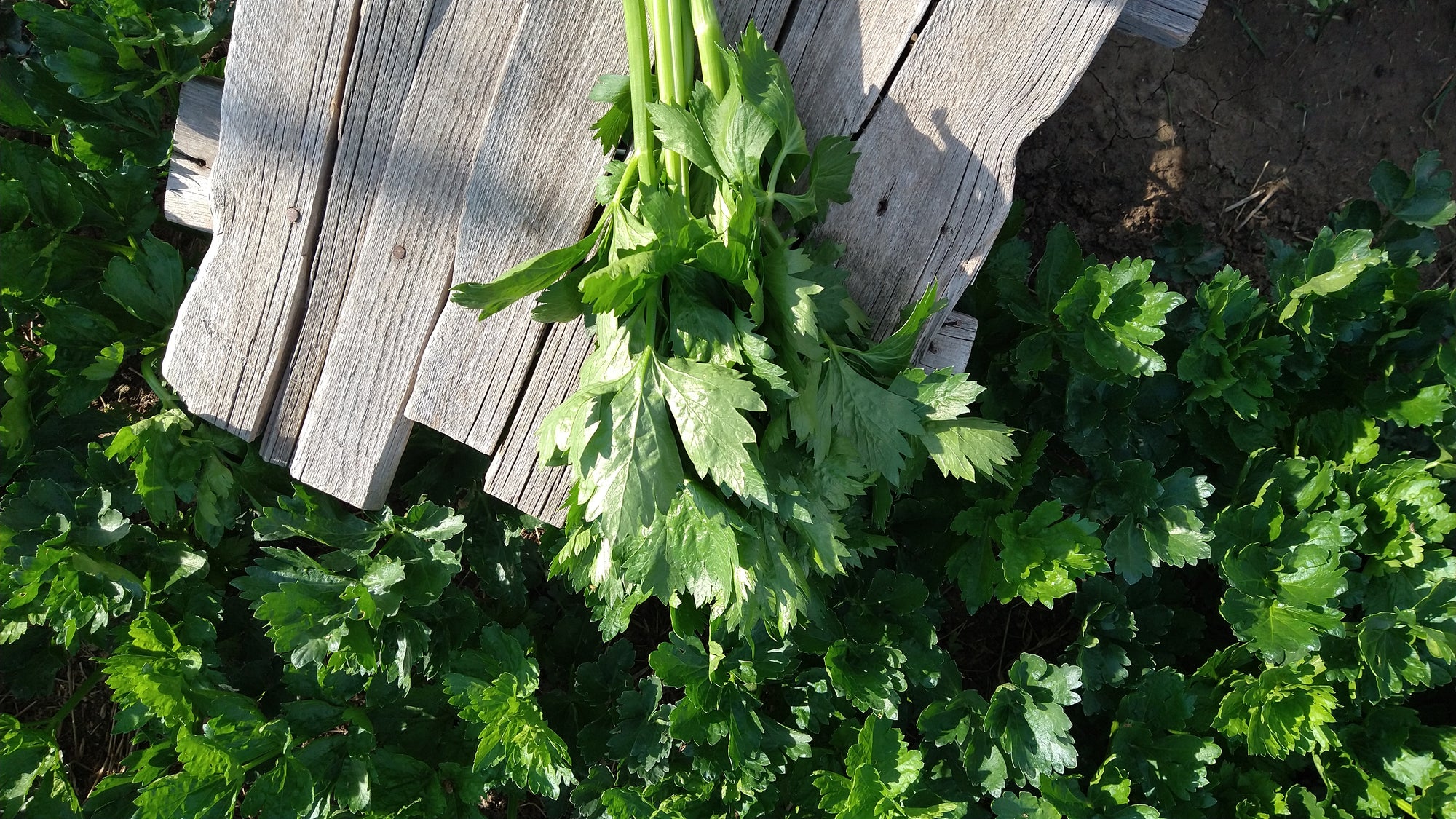 Zach's Celery (/bunch)