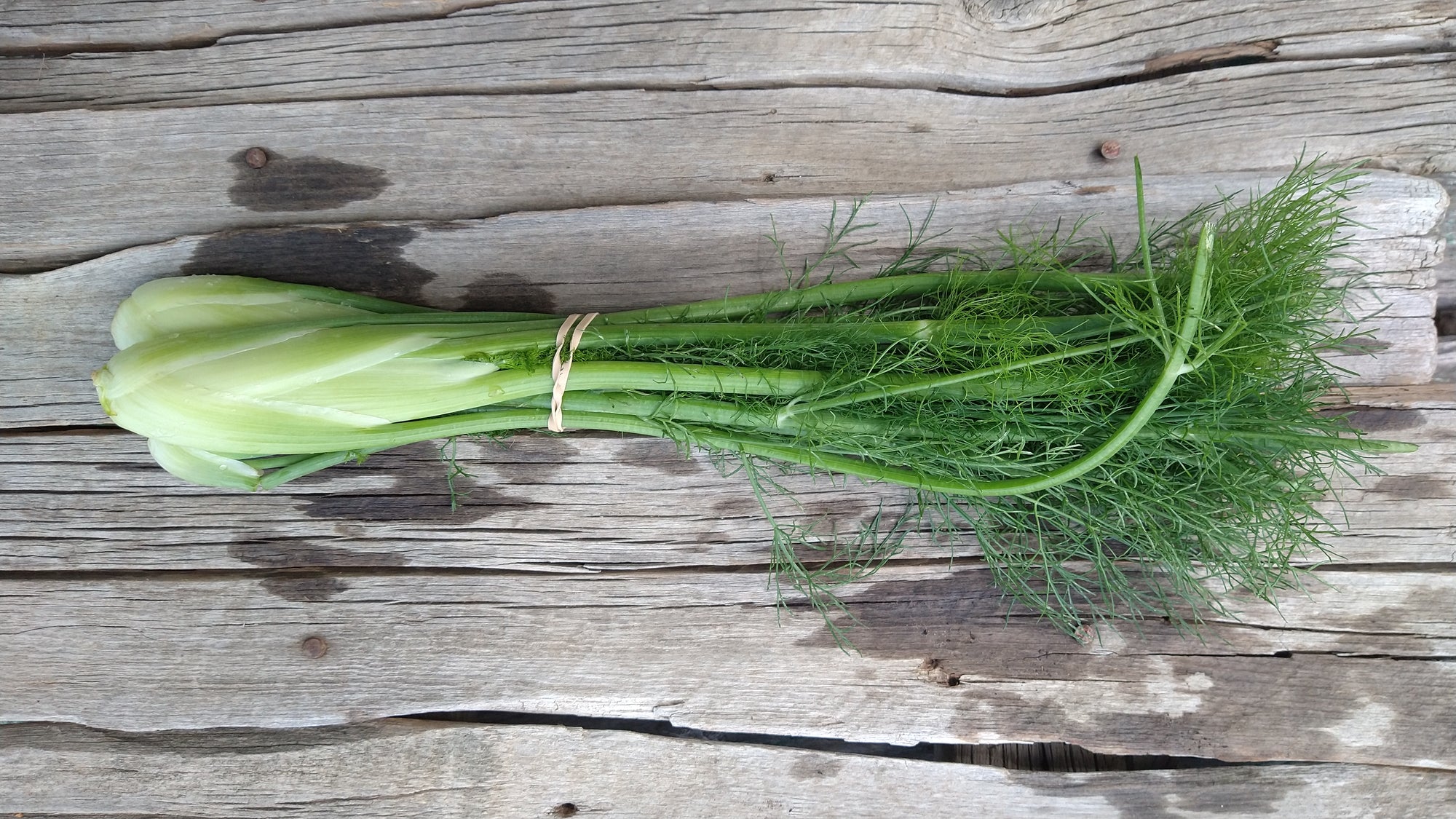 Zach's Fennel (/bunch)