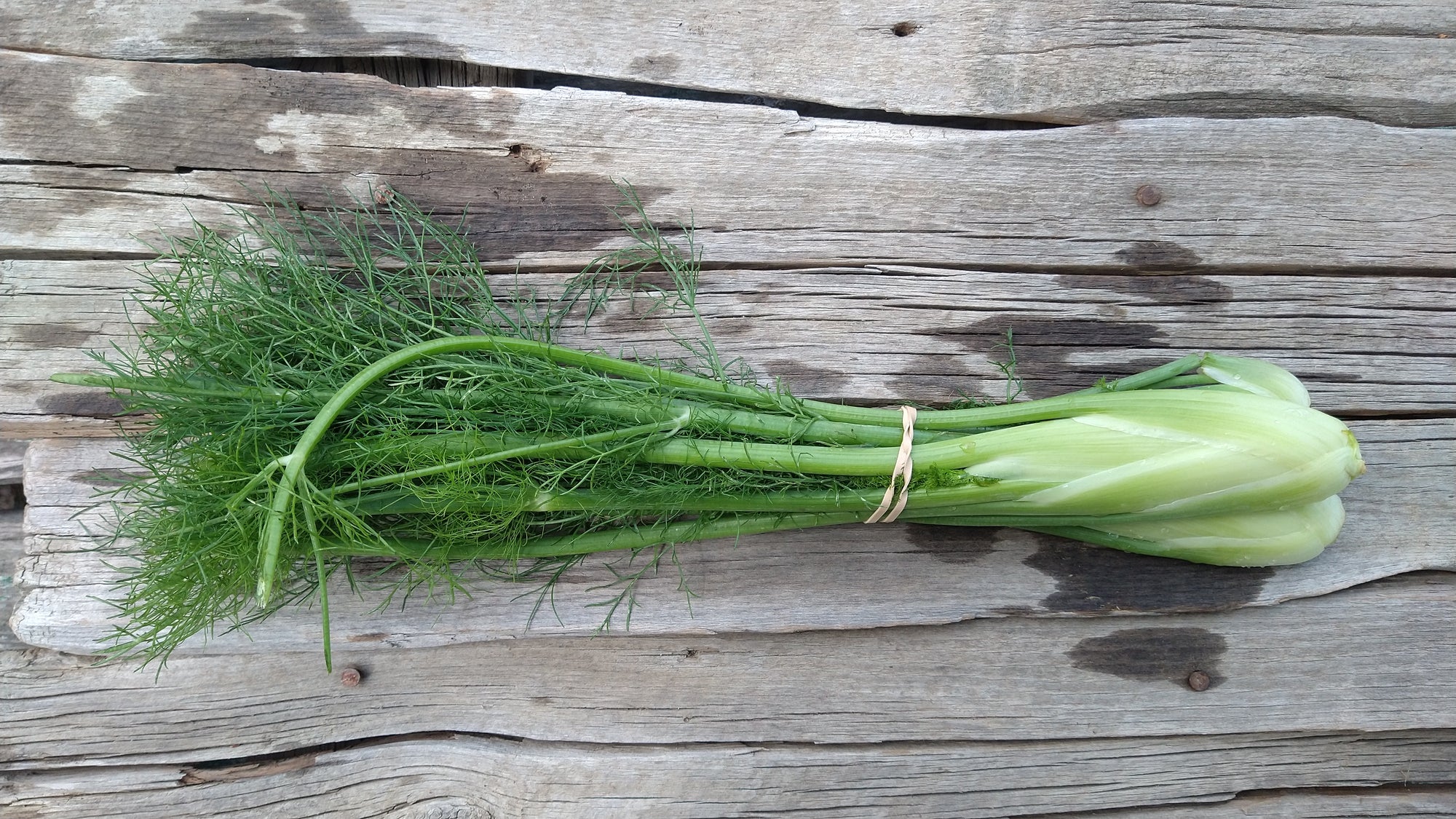 Zach's Fennel (/bunch)