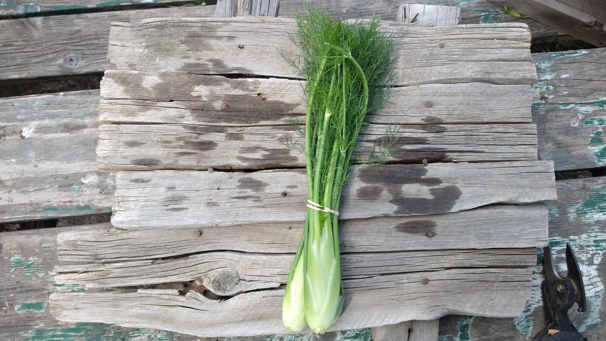 Zach's Fennel (/bunch)