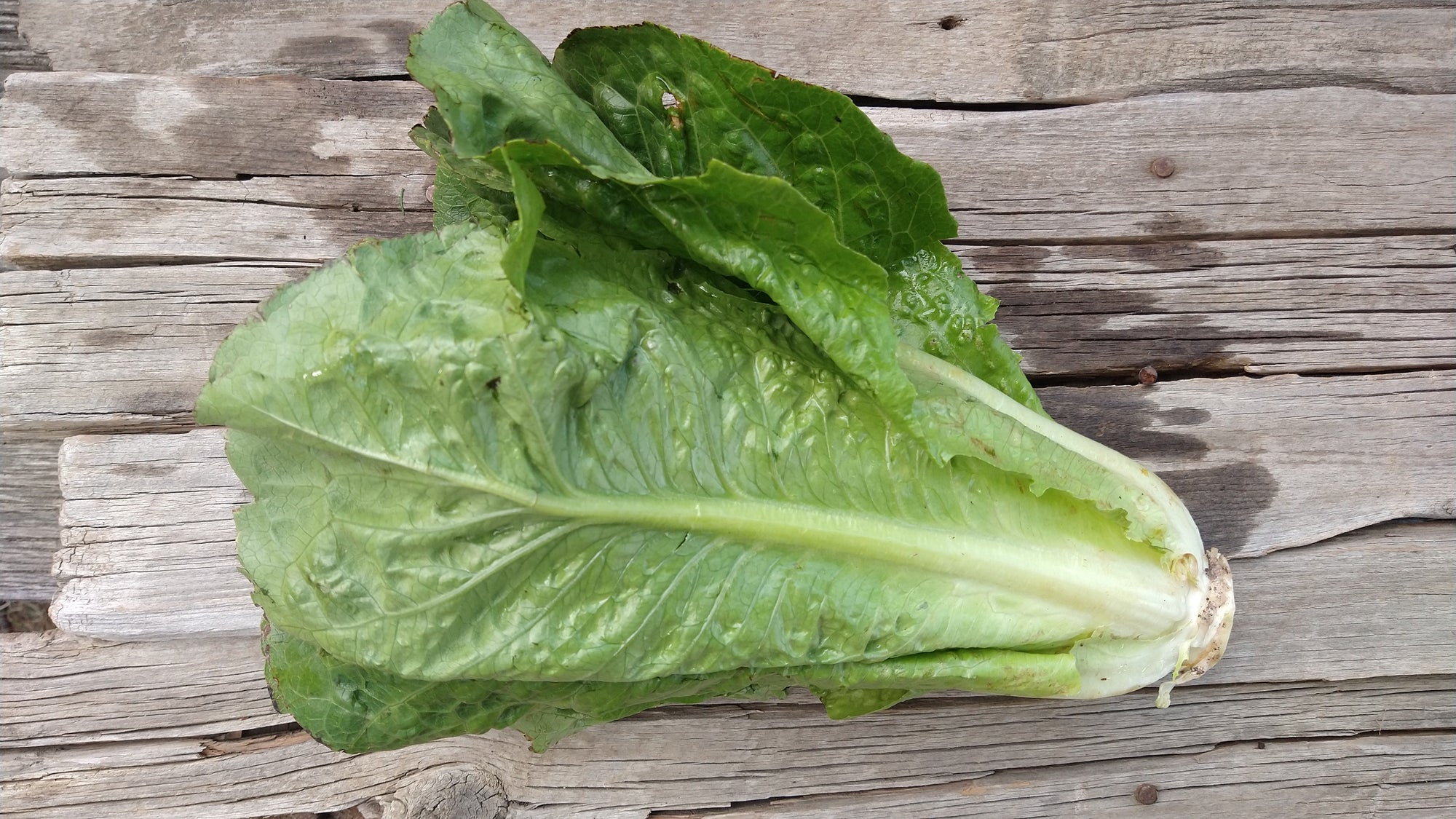 Zach's Lettuce: Romaine (/head)