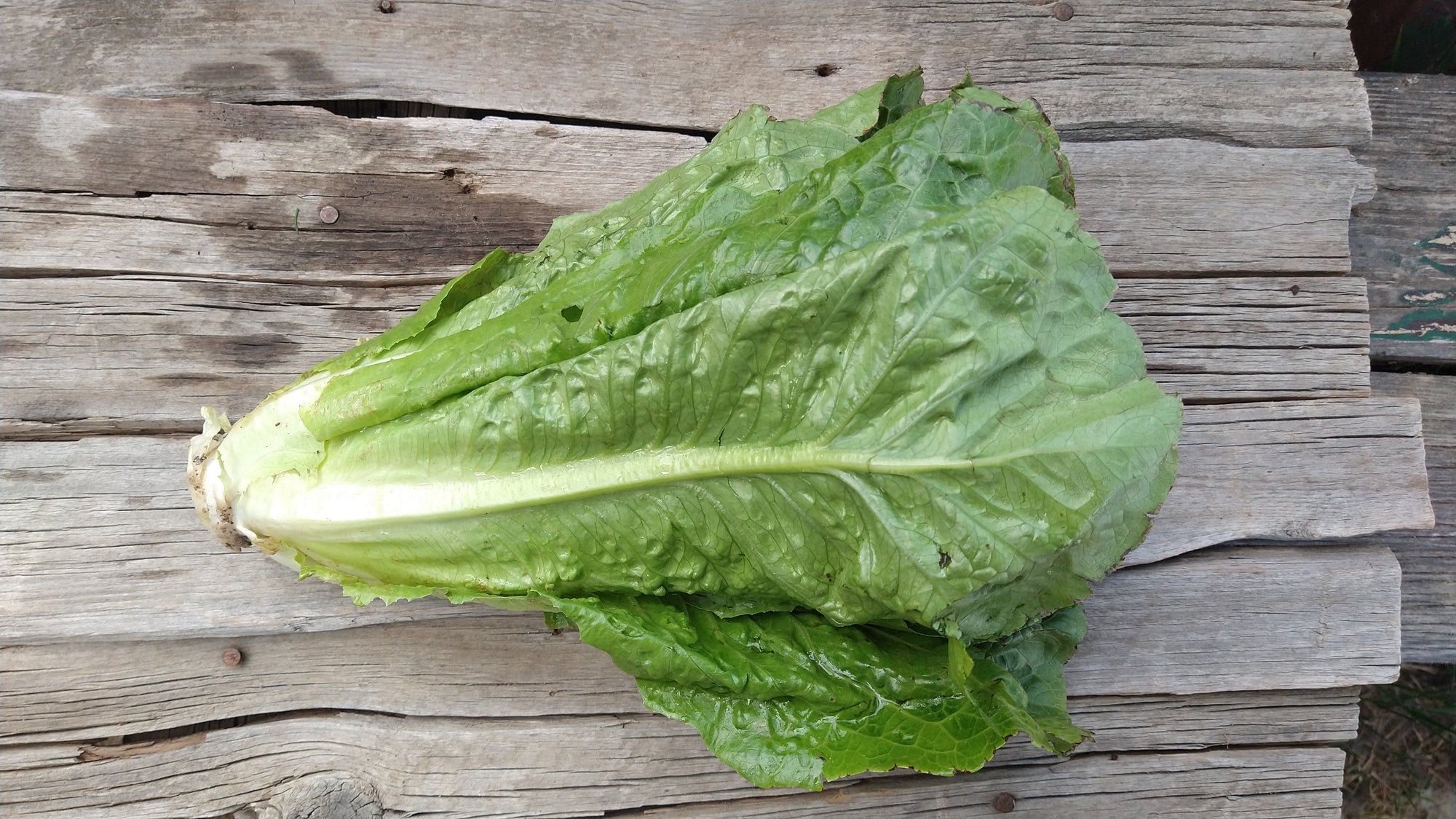 Zach's Lettuce: Romaine (/head)