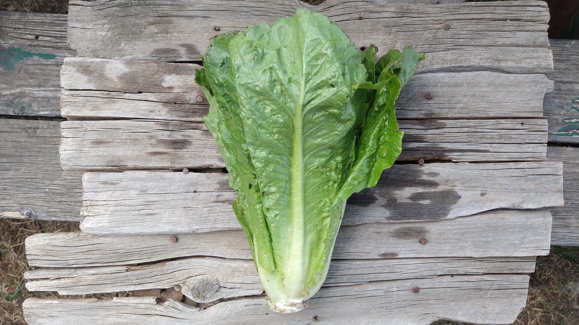 Zach's Lettuce: Romaine (/head)