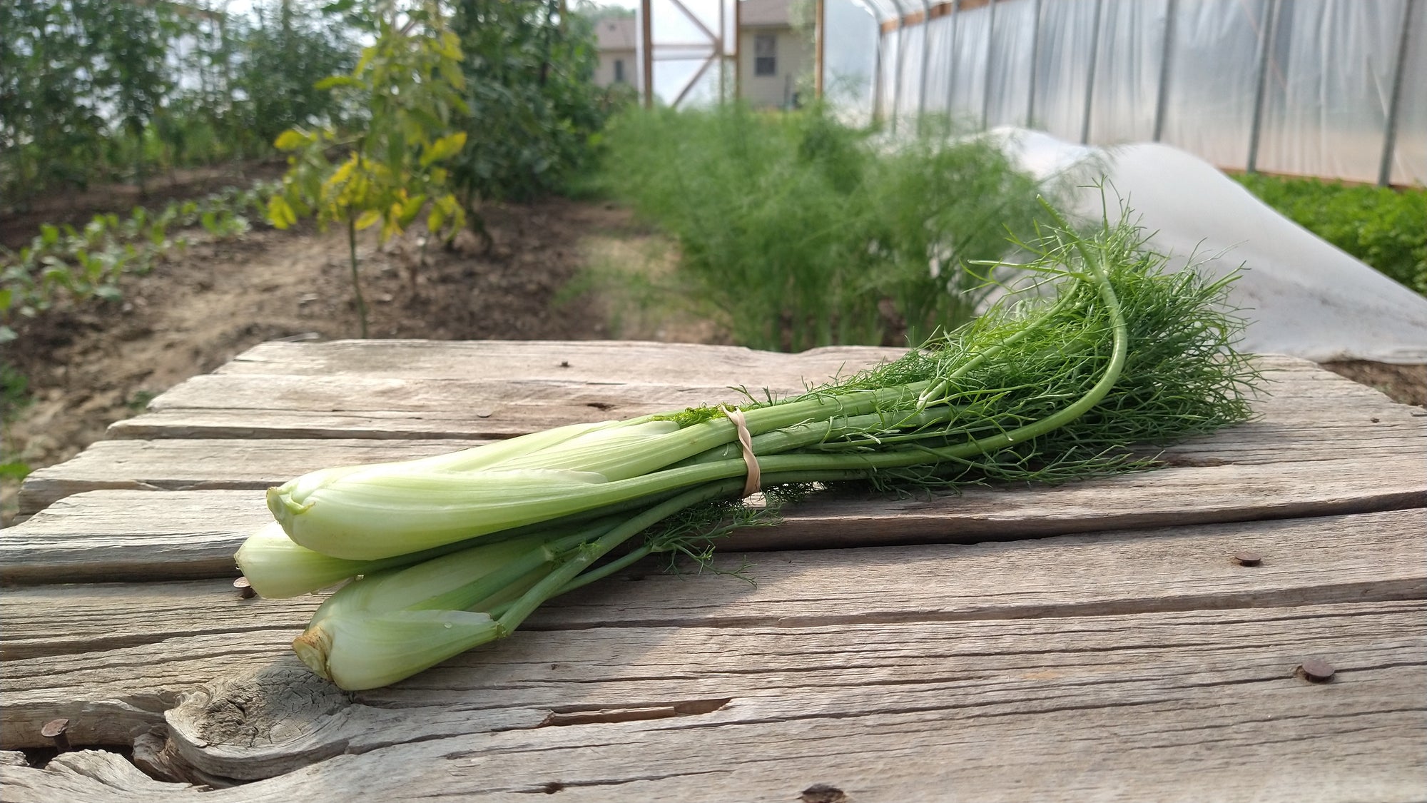 Zach's Fennel (/bunch)