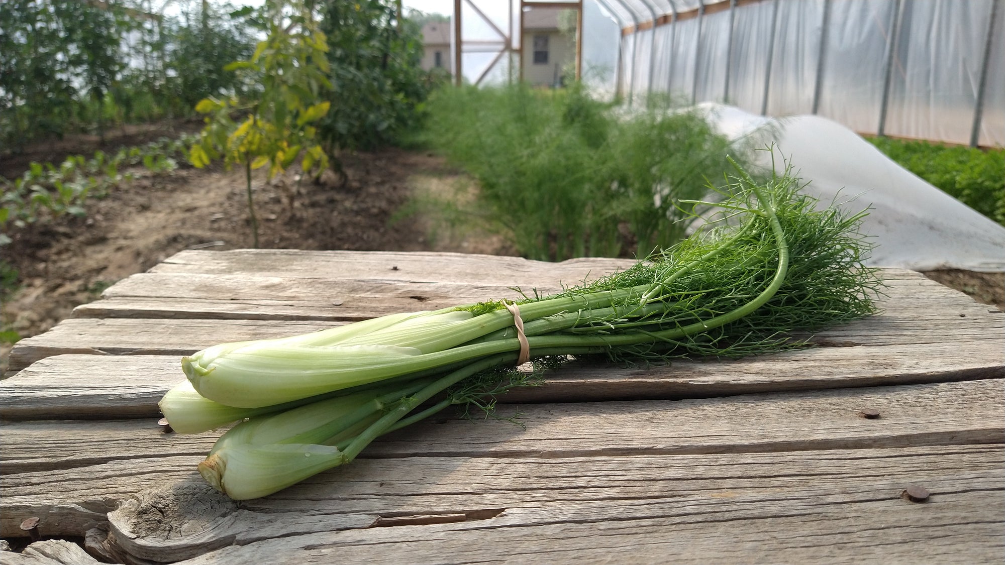 Zach's Fennel (/bunch)