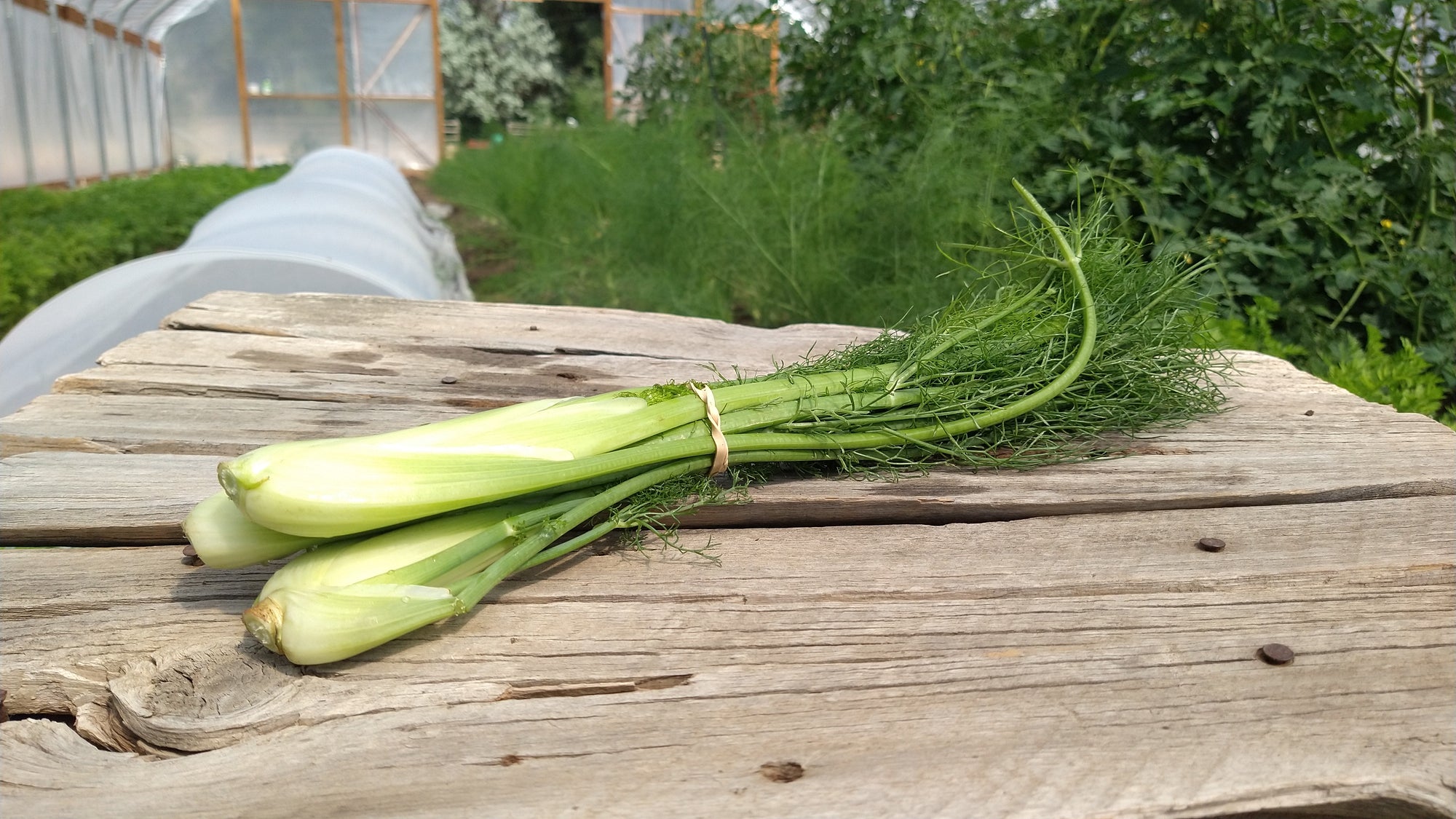 Zach's Fennel (/bunch)