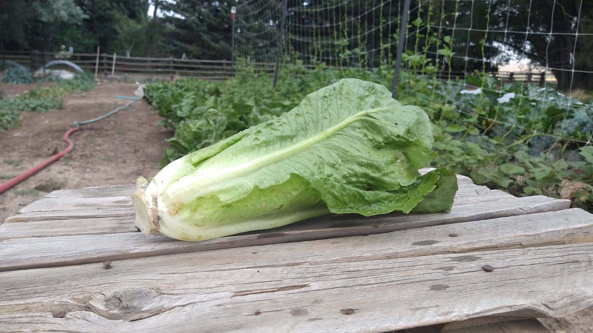 Zach's Lettuce: Romaine (/head)