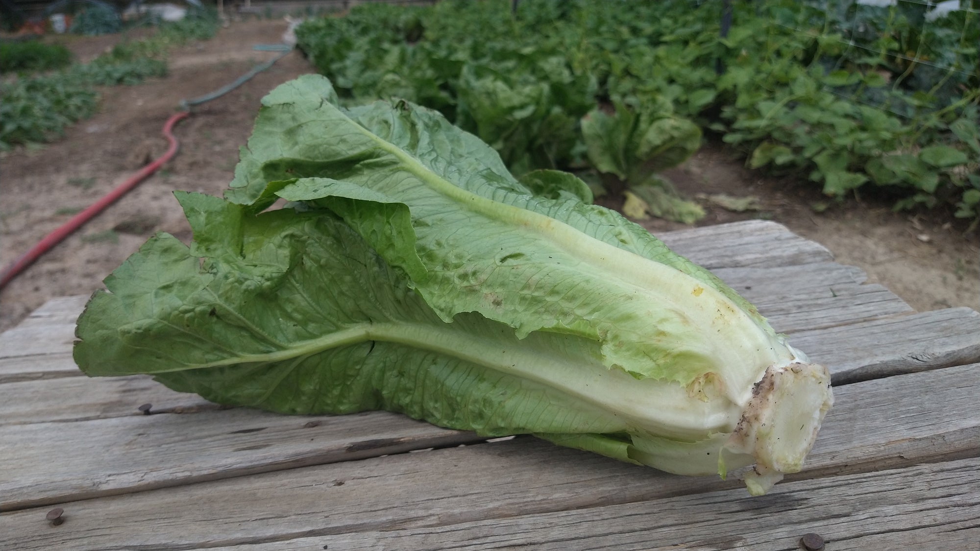 Zach's Lettuce: Romaine (/head)