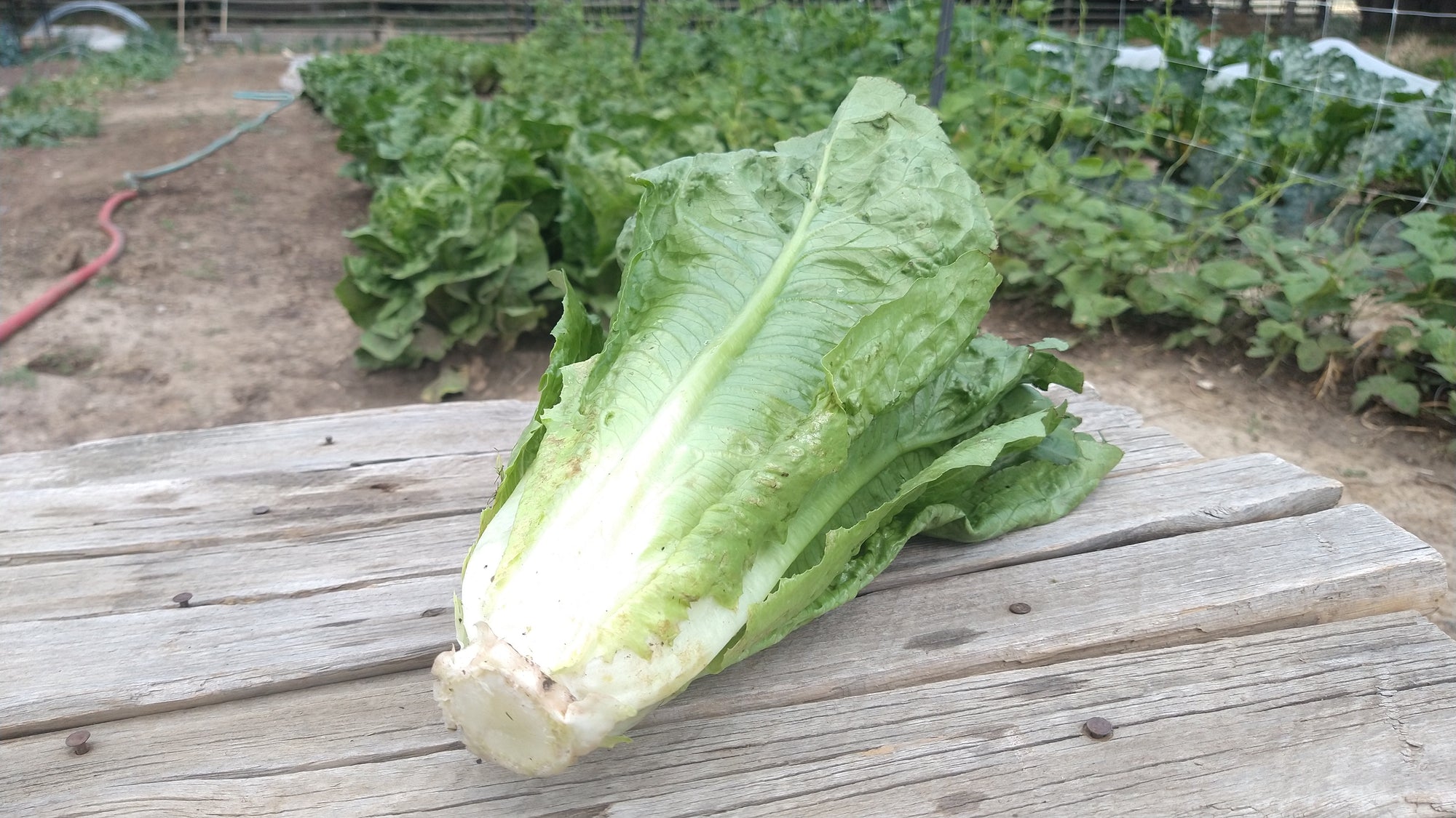 Zach's Lettuce: Romaine (/head)