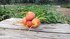 Zach's Golden Beets (/lb)