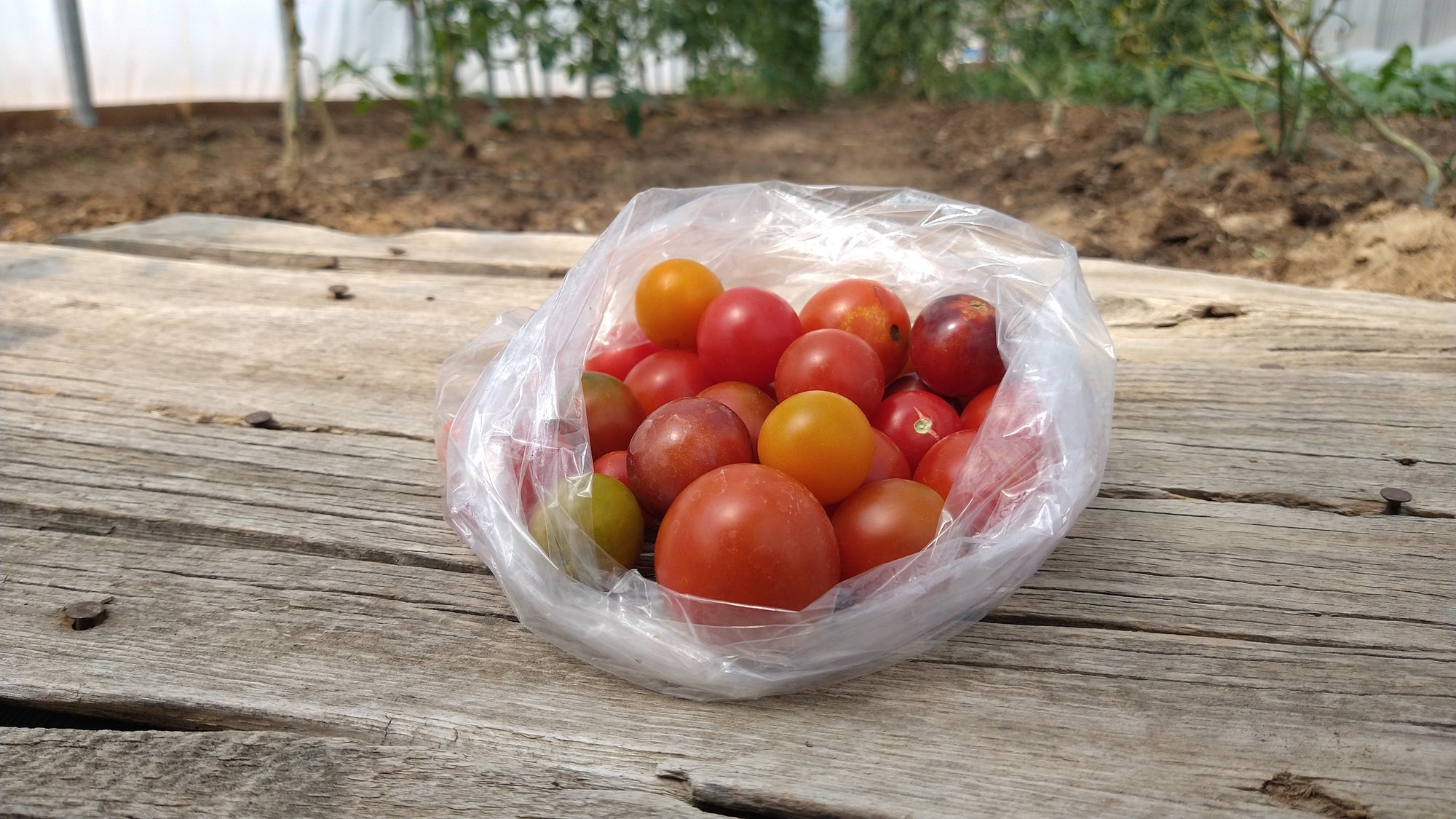 Zach's Cherry Tomatoes (/pint)