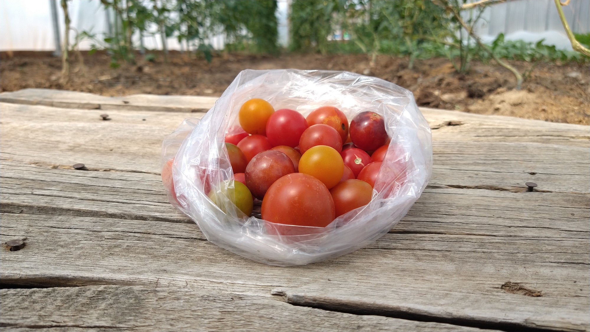 Zach's Cherry Tomatoes (/pint)