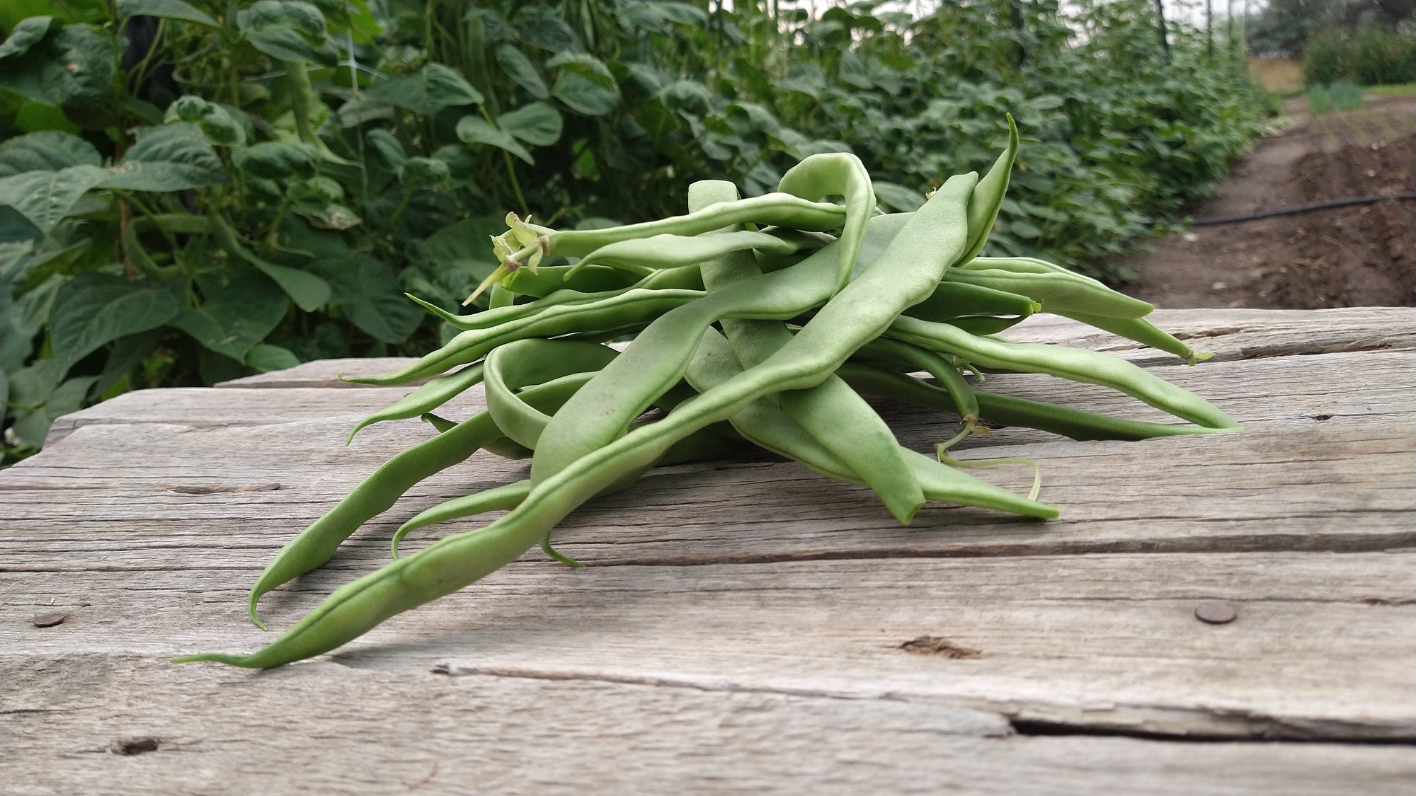 Zach's Green Beans (/8 ounce bag)