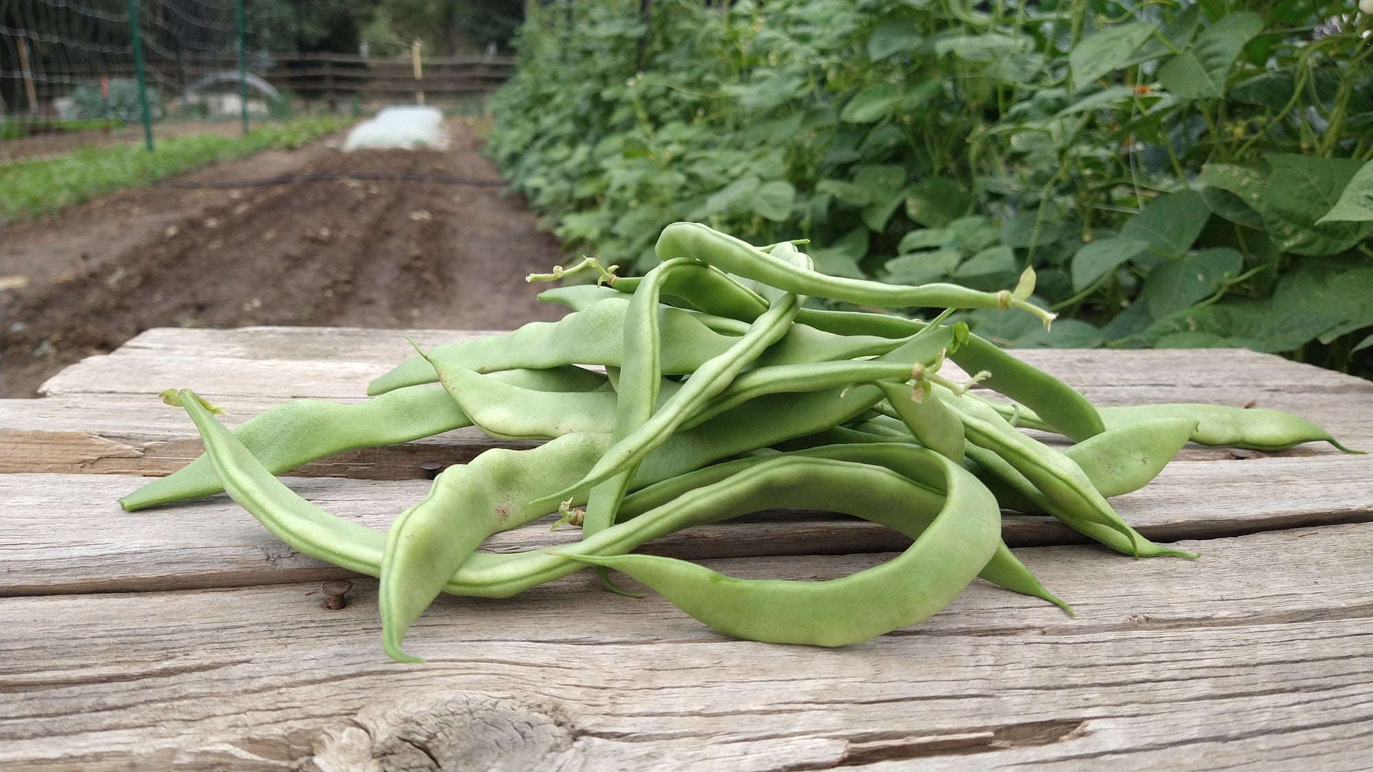 Zach's Green Beans (/8 ounce bag)