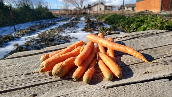 Zach's Storage Carrots (/lb) (October Harvest)