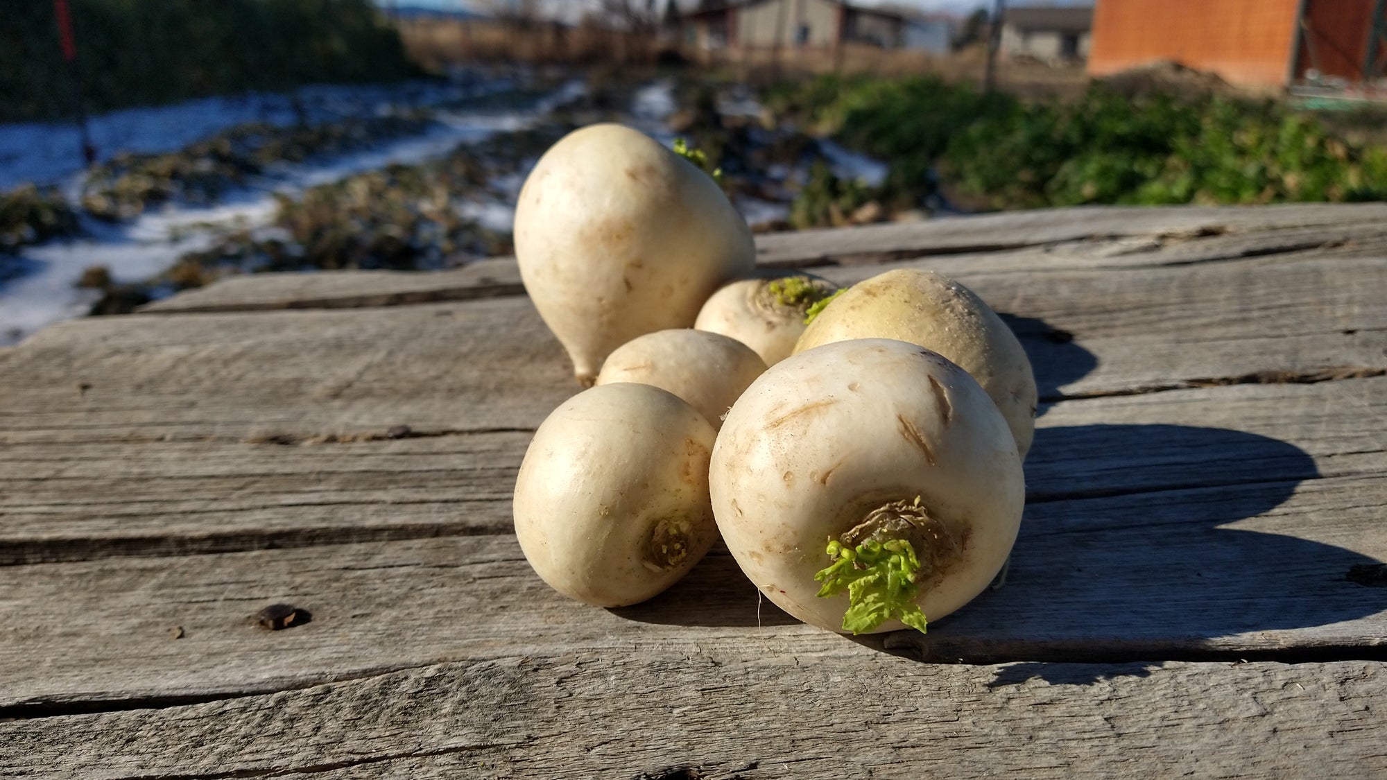 Zach's Salad Turnips (/bunch)
