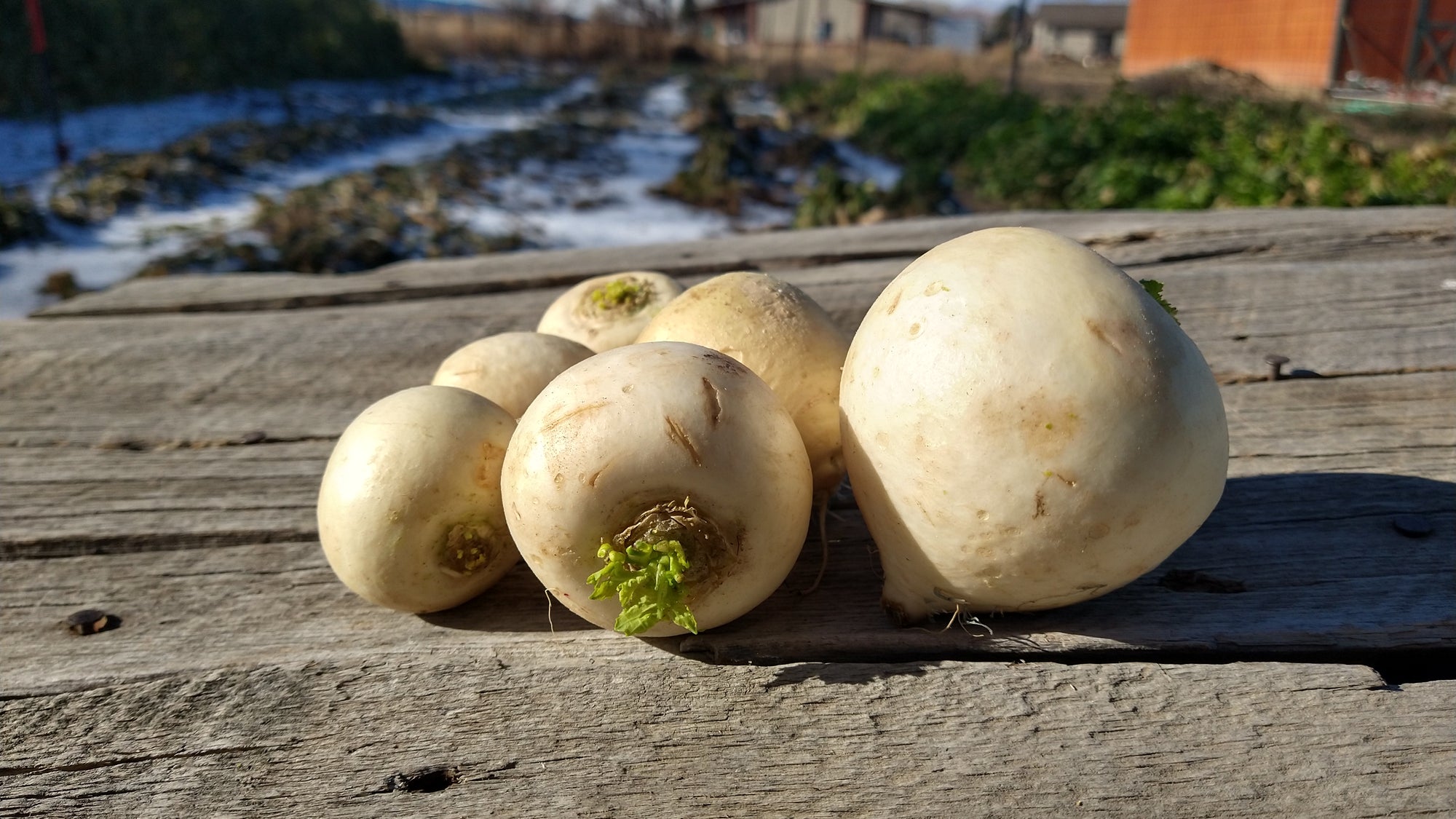 Zach's Salad Turnips (/bunch)