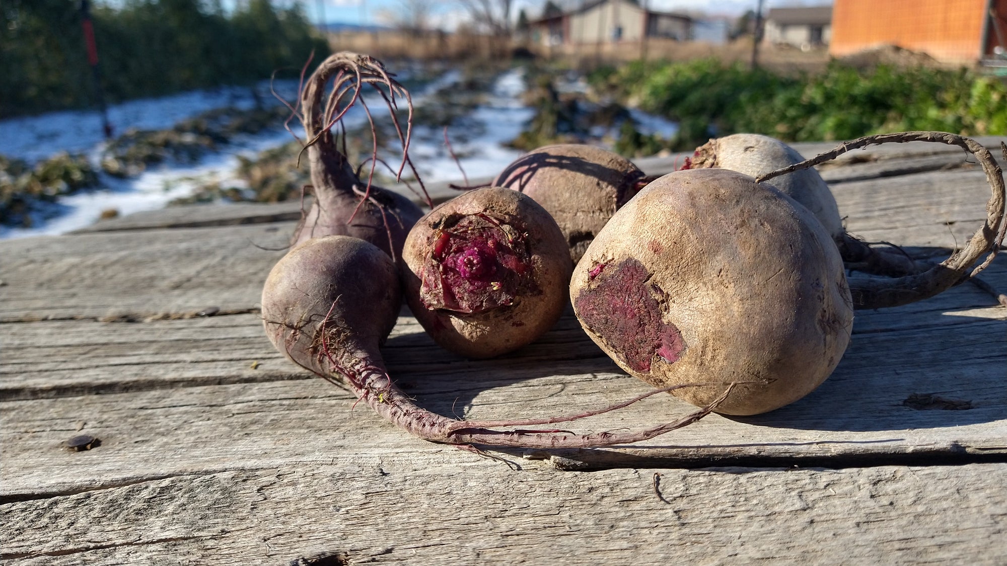 Zach's Beets (/bunch)