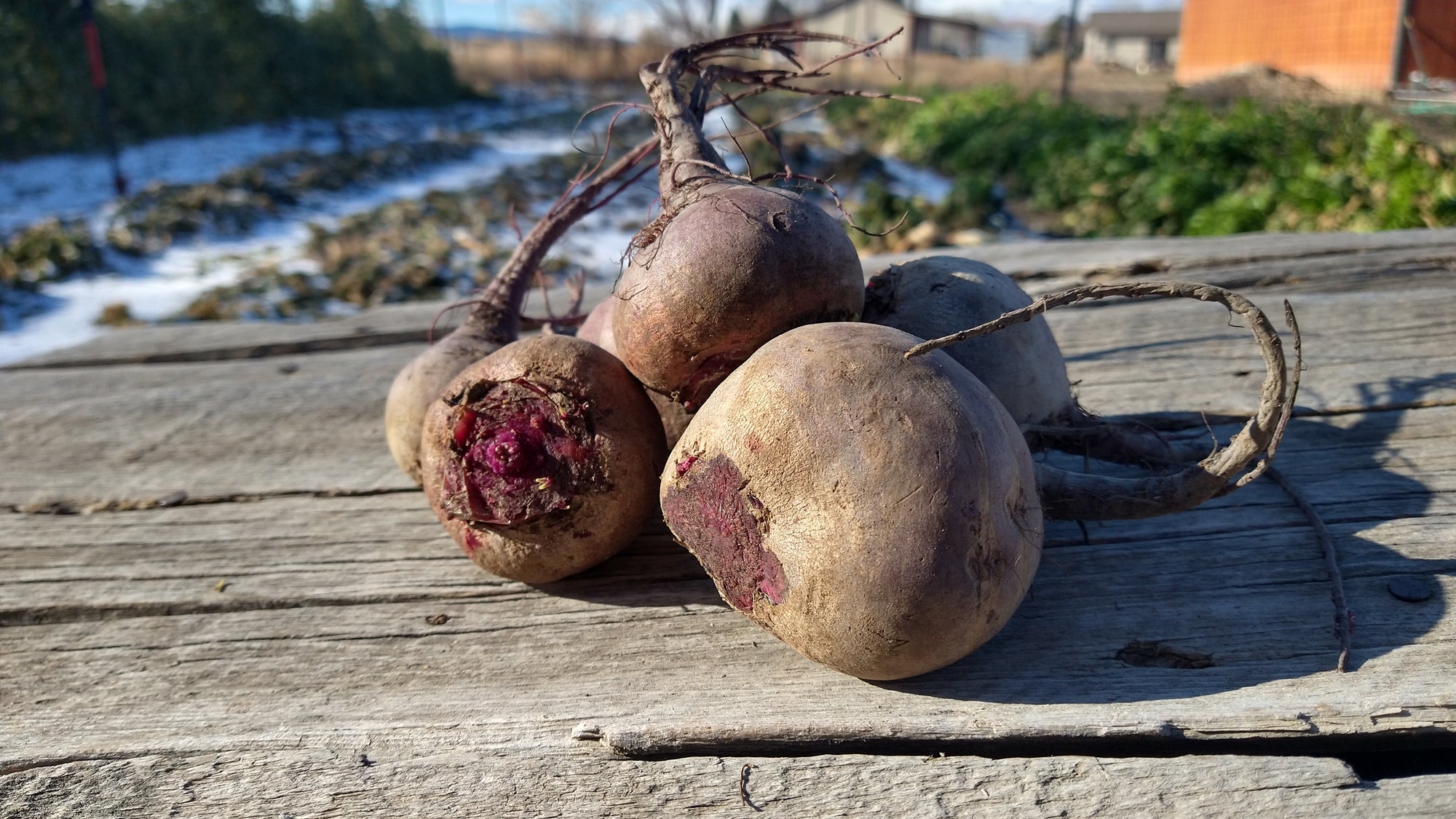 Zach's Beets (/bunch)