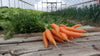 Zach's Carrots (/bunch)