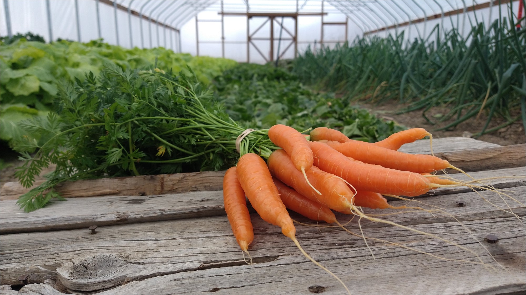 Zach's Carrots (/bunch)