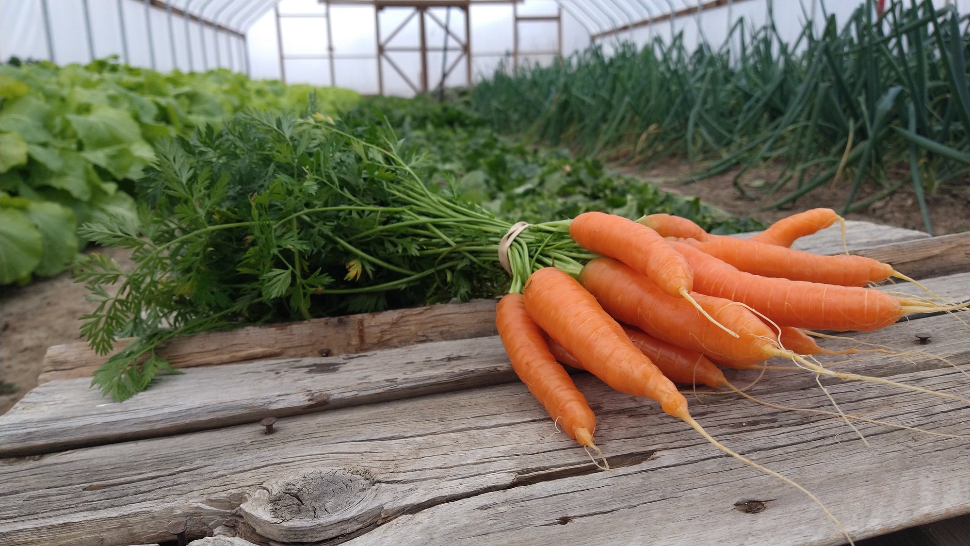 Zach's Carrots (/bunch)