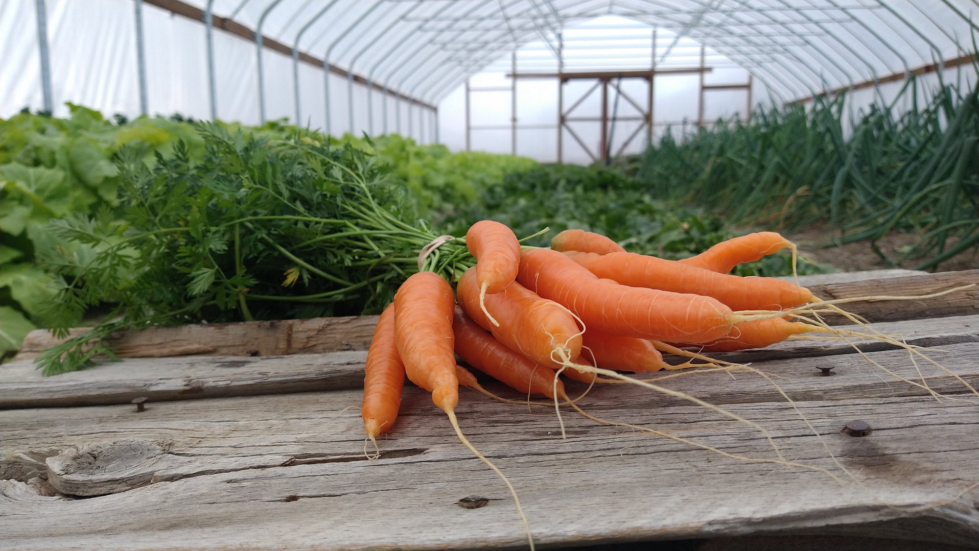 Zach's Carrots (/bunch)