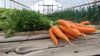 Zach's Storage Carrots (/lb)