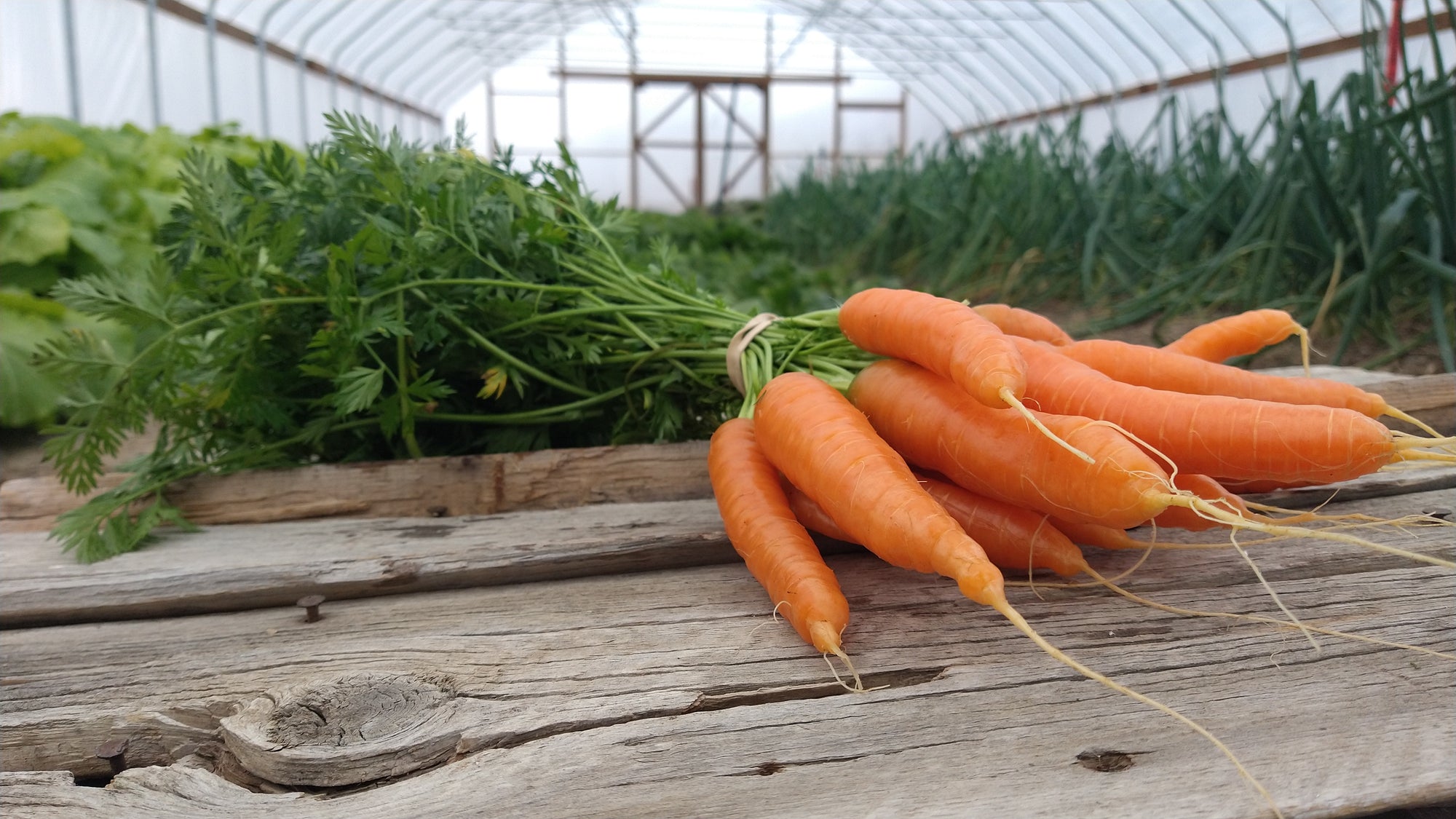Zach's Carrots (/bunch)