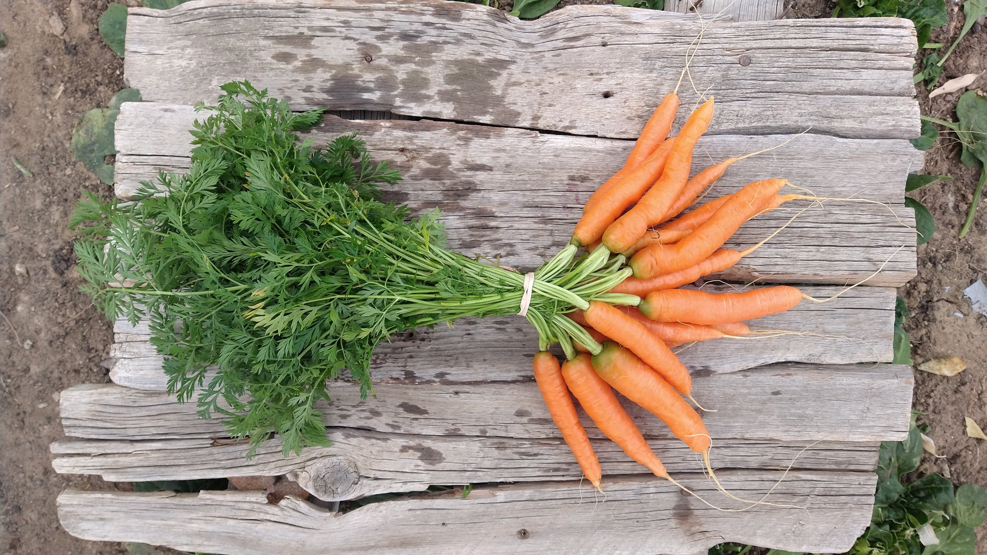 Zach's Carrots (/bunch)