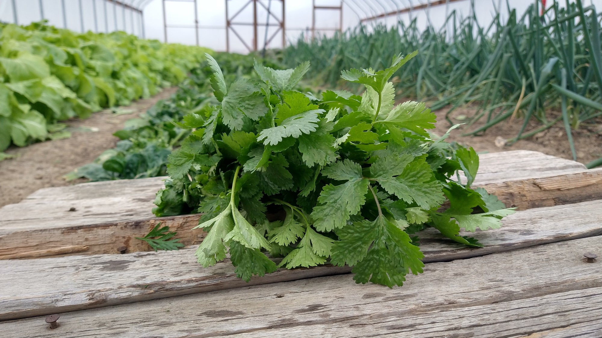 Zach's Cilantro (/bunch)