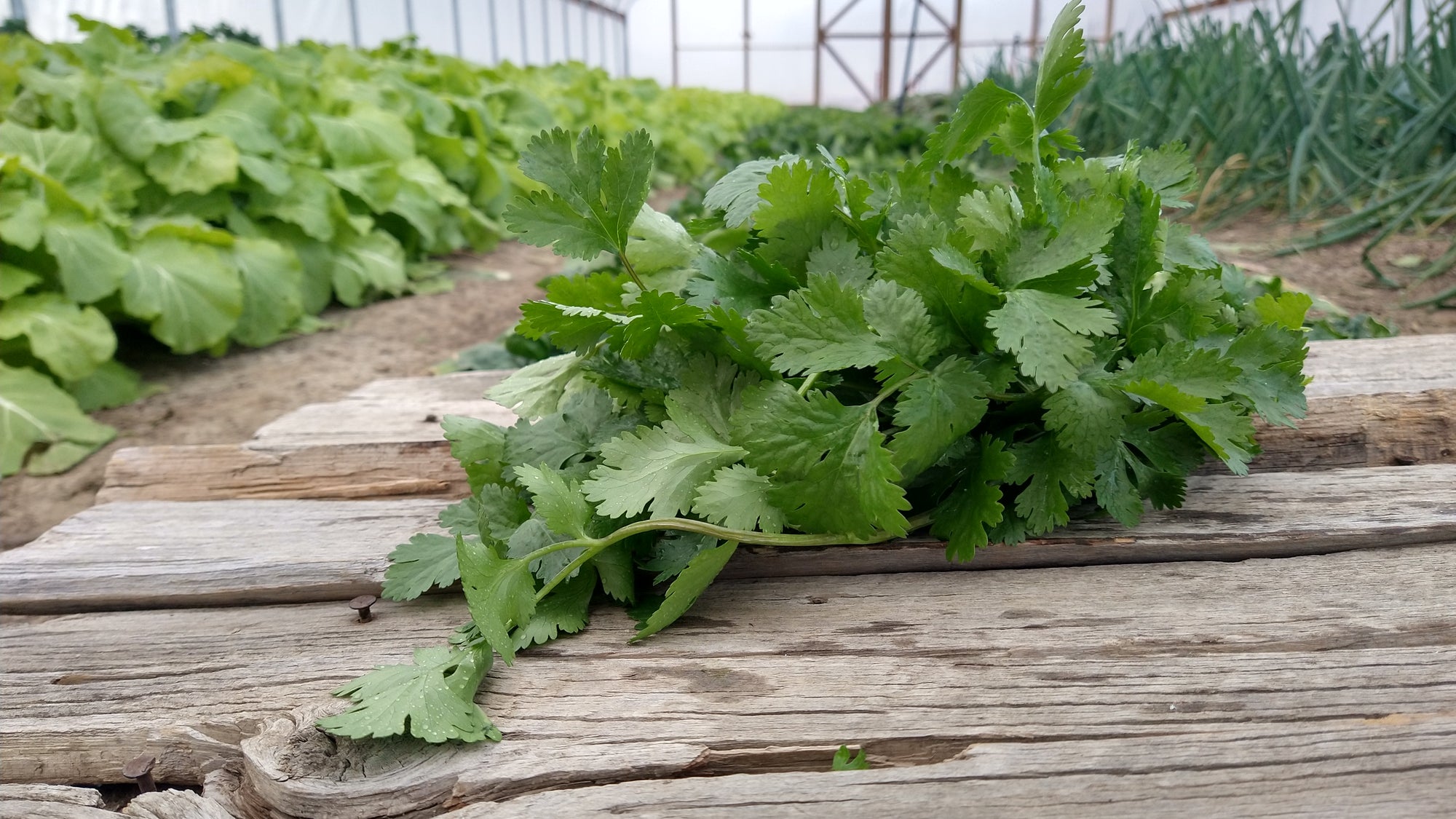Zach's Cilantro (/bunch)